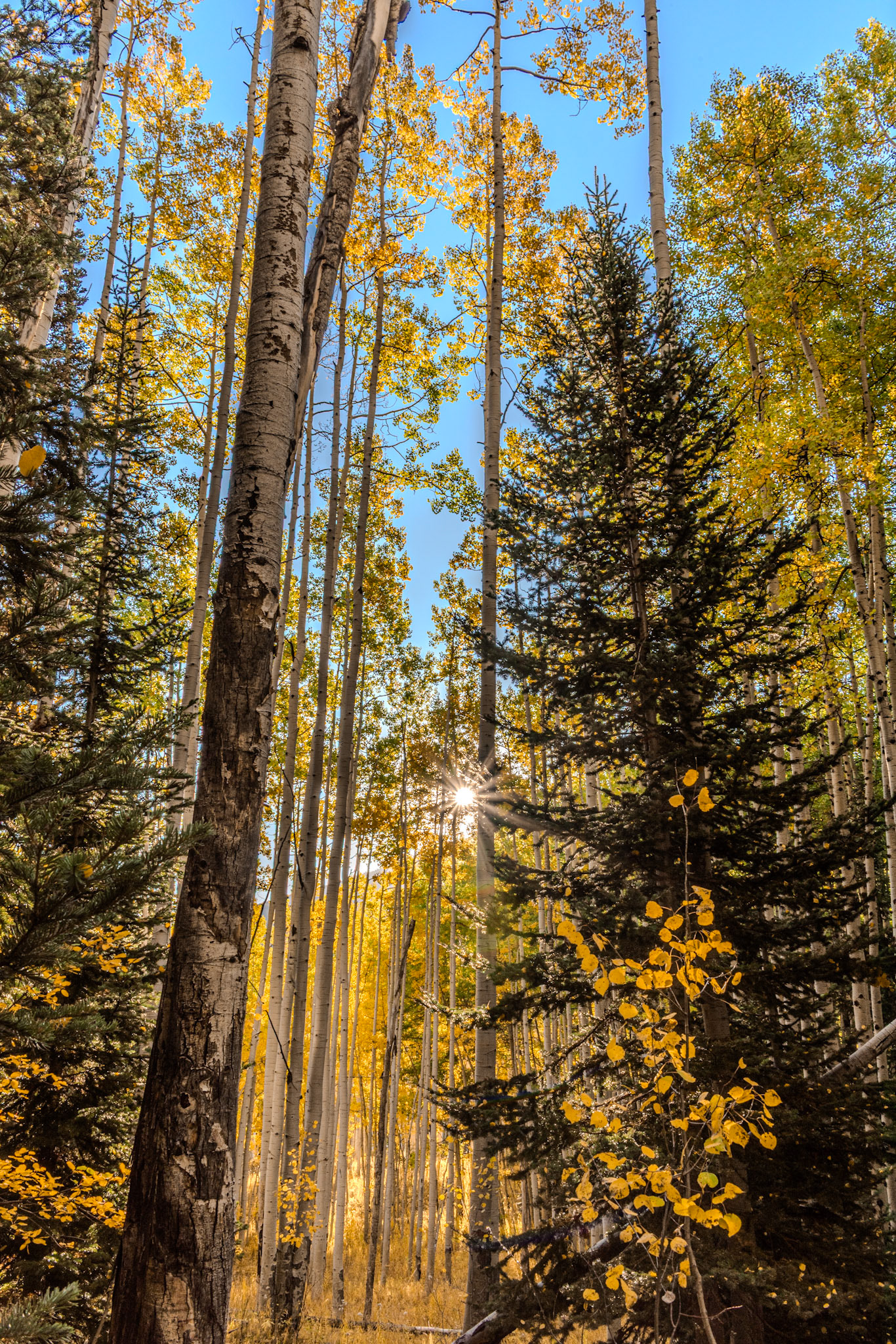 Dialed in some editing skills here.  Originally very dark.  The sun illuminating the Aspen in the foreground makes me happy.  @kpphotogalleries.com