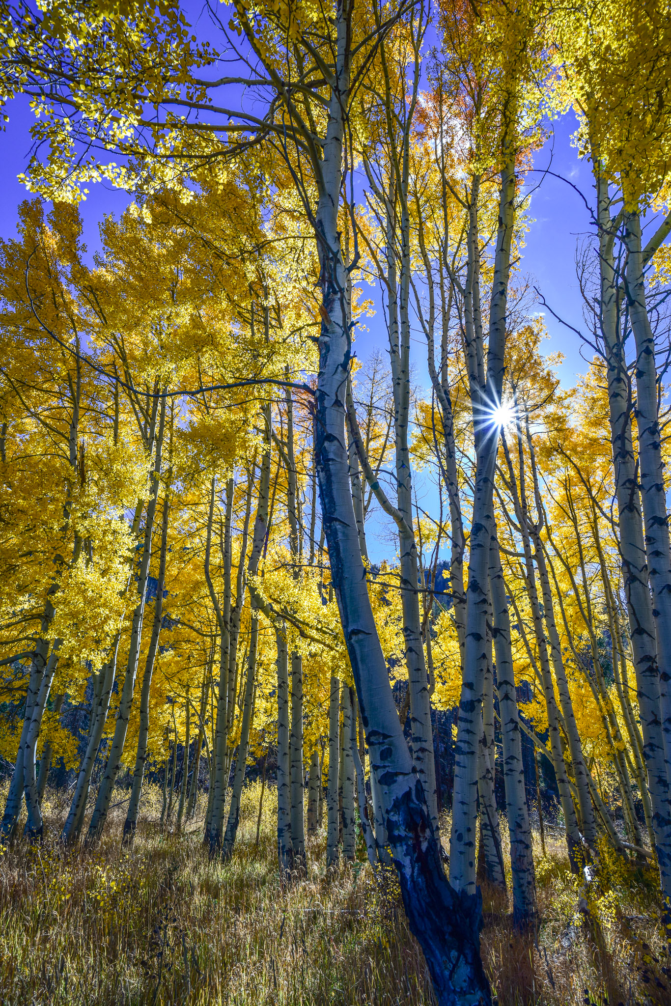 @kpphotogalleries.com