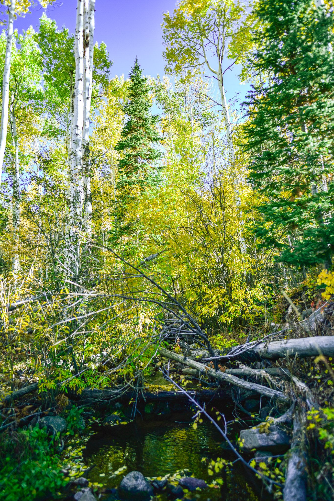 @kpphotogalleries.com