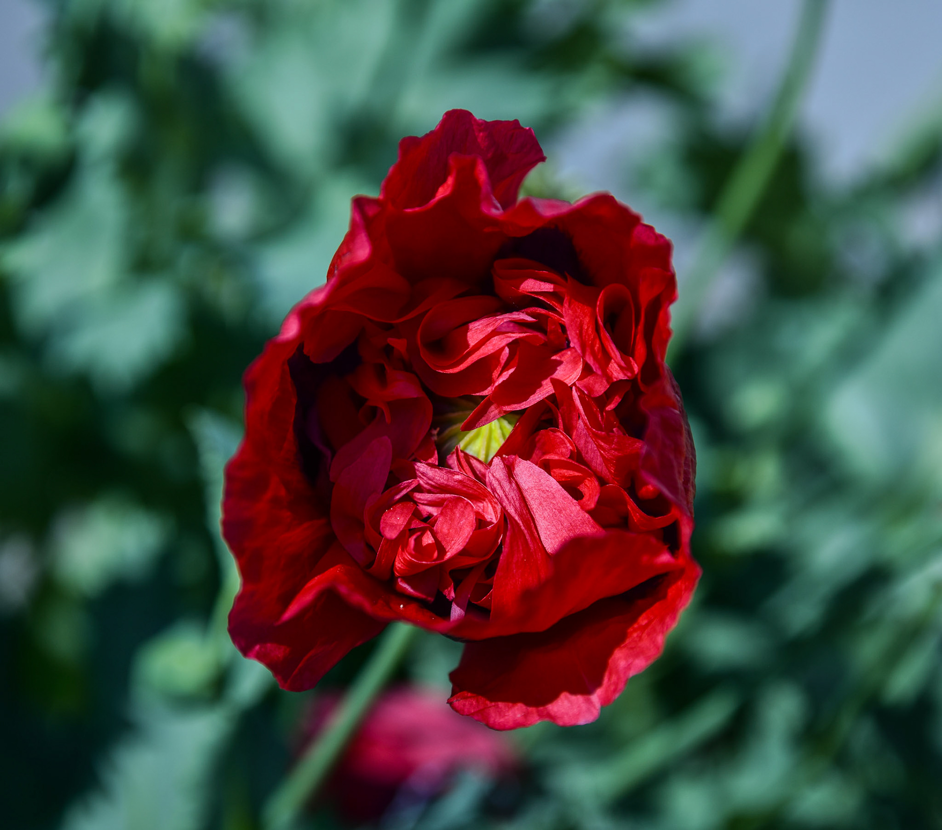 I've never seen this variety of poppy anywhere.  The envy of the neighborhood.