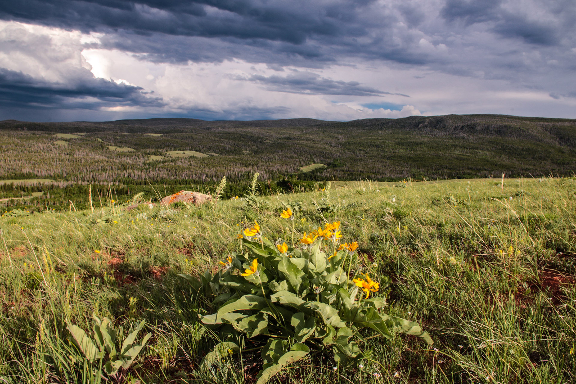 Above Sand Creek Pass