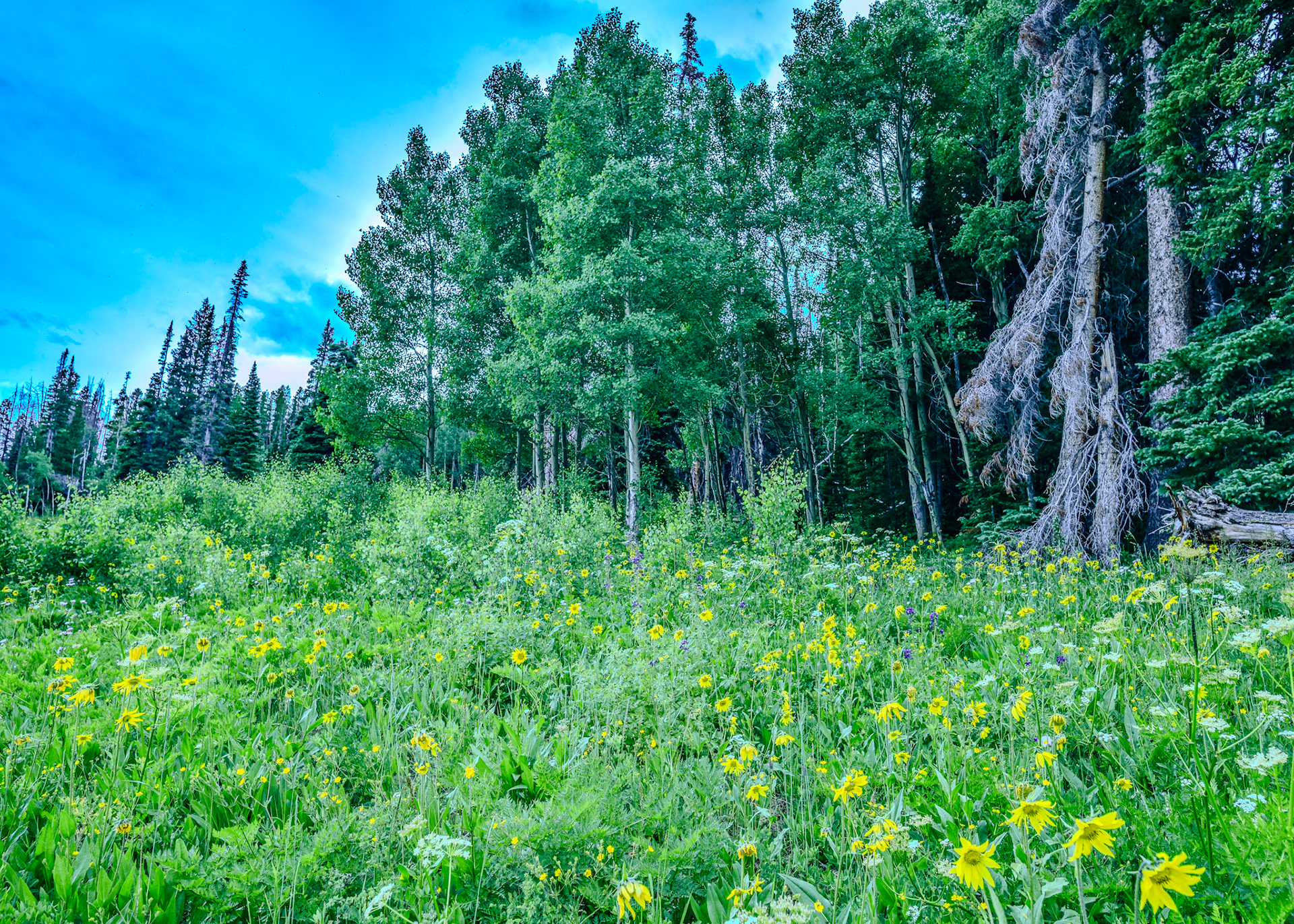 @kpphotogalleries.com