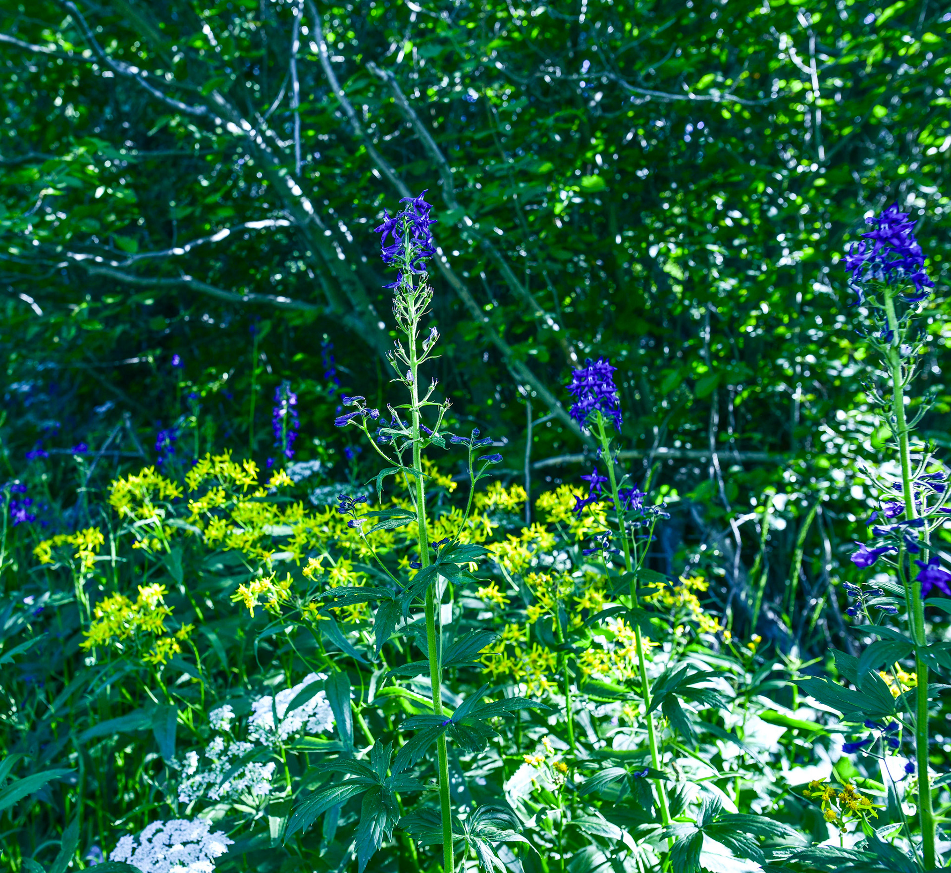 @kpphotogalleries.com