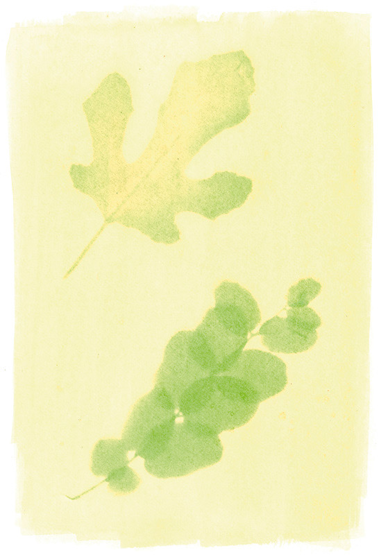 Anthotype van suikerbietenloof