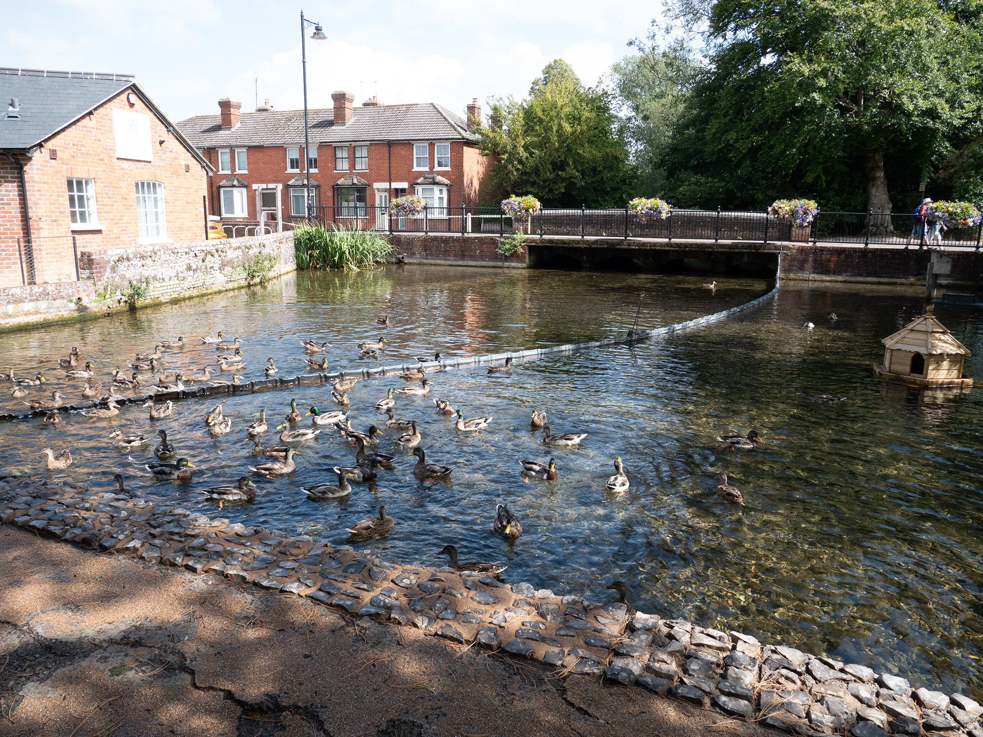 Ducks at Whitchurch