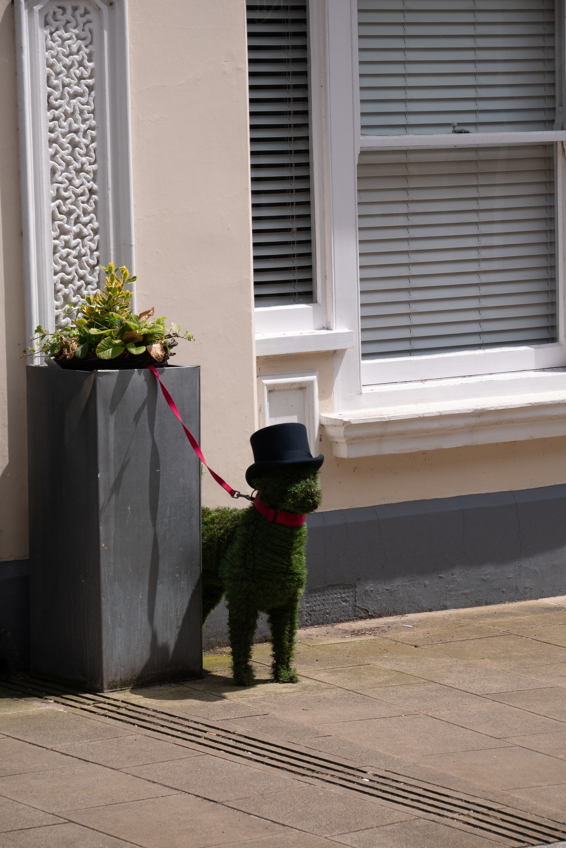 Black dog outside a shop in Romsey