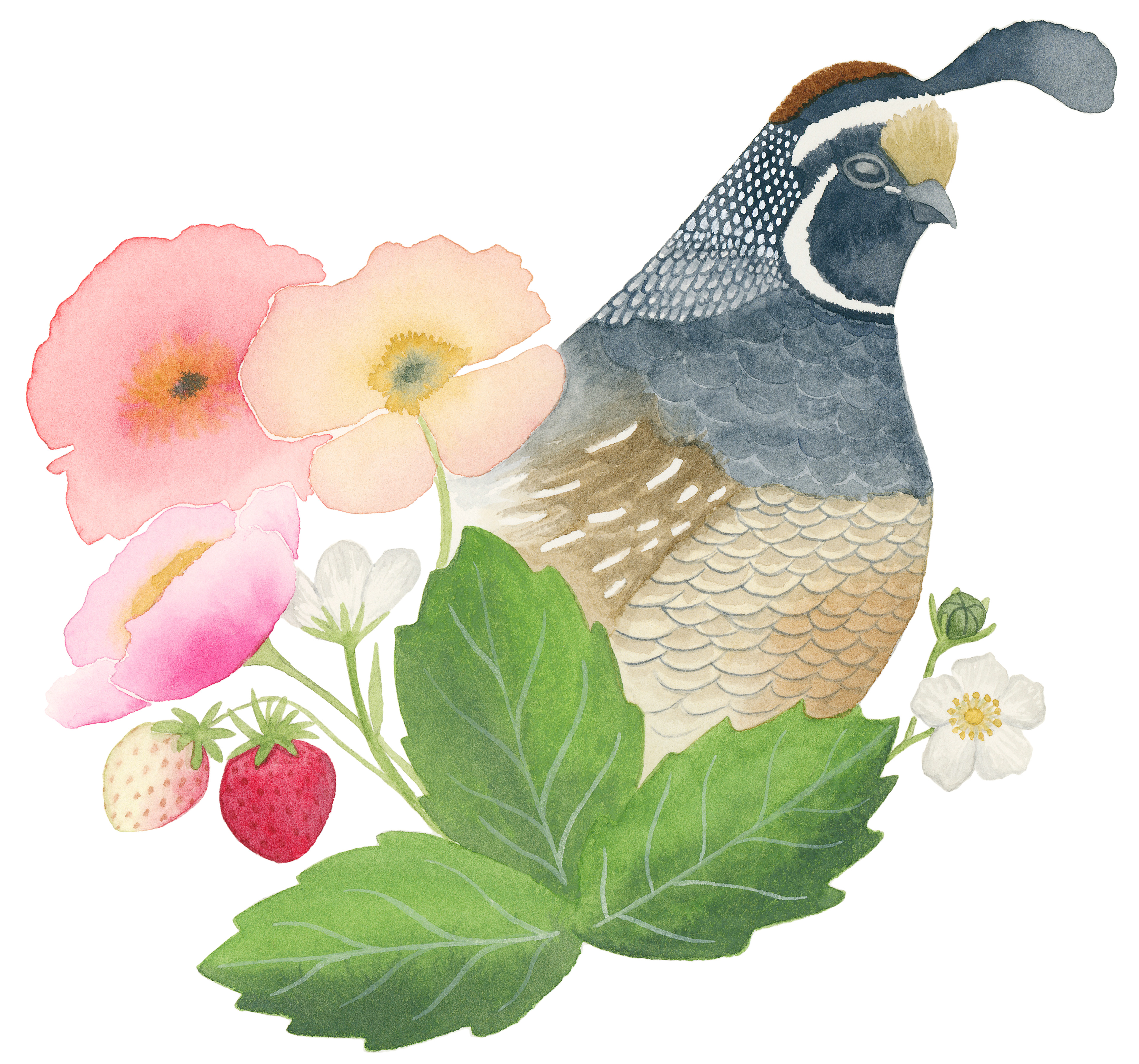 Quail & Flowers