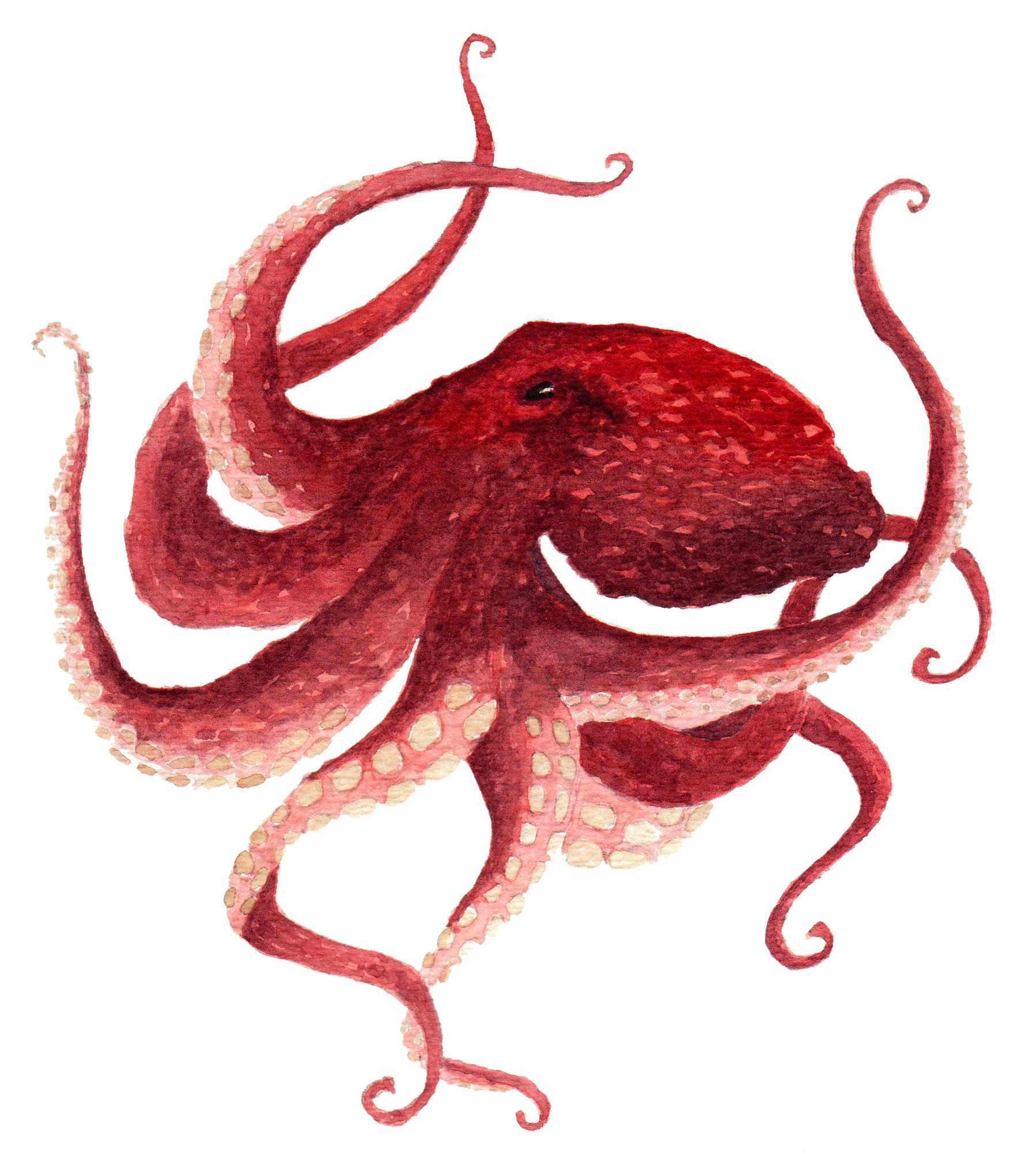 Octopus