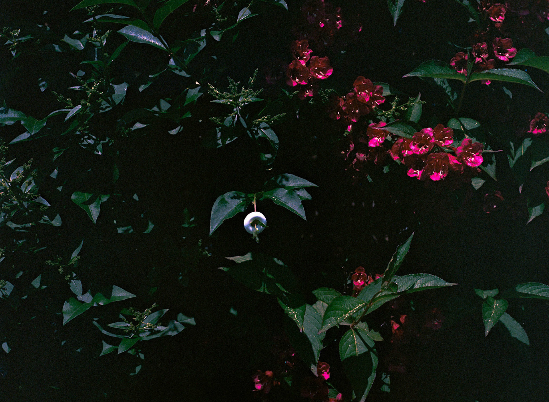 Diatom-  Featured at South Bank, Factory Int &  STEAMHouse   