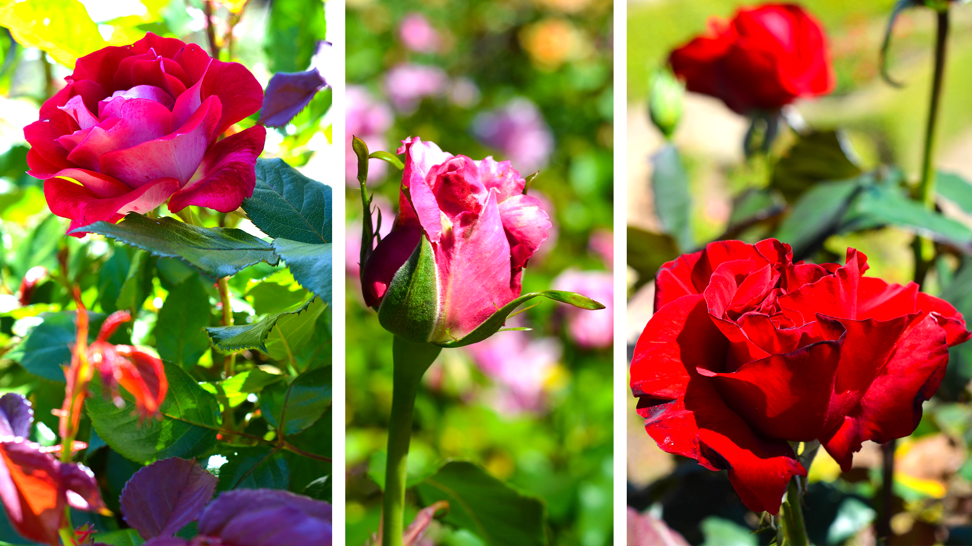 Rose Garden - Berkeley, California