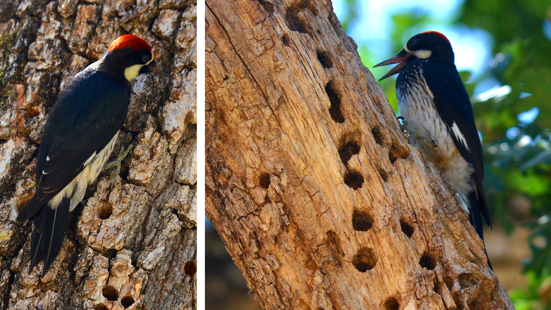 Acorn Woodpeckers - Livermore, California