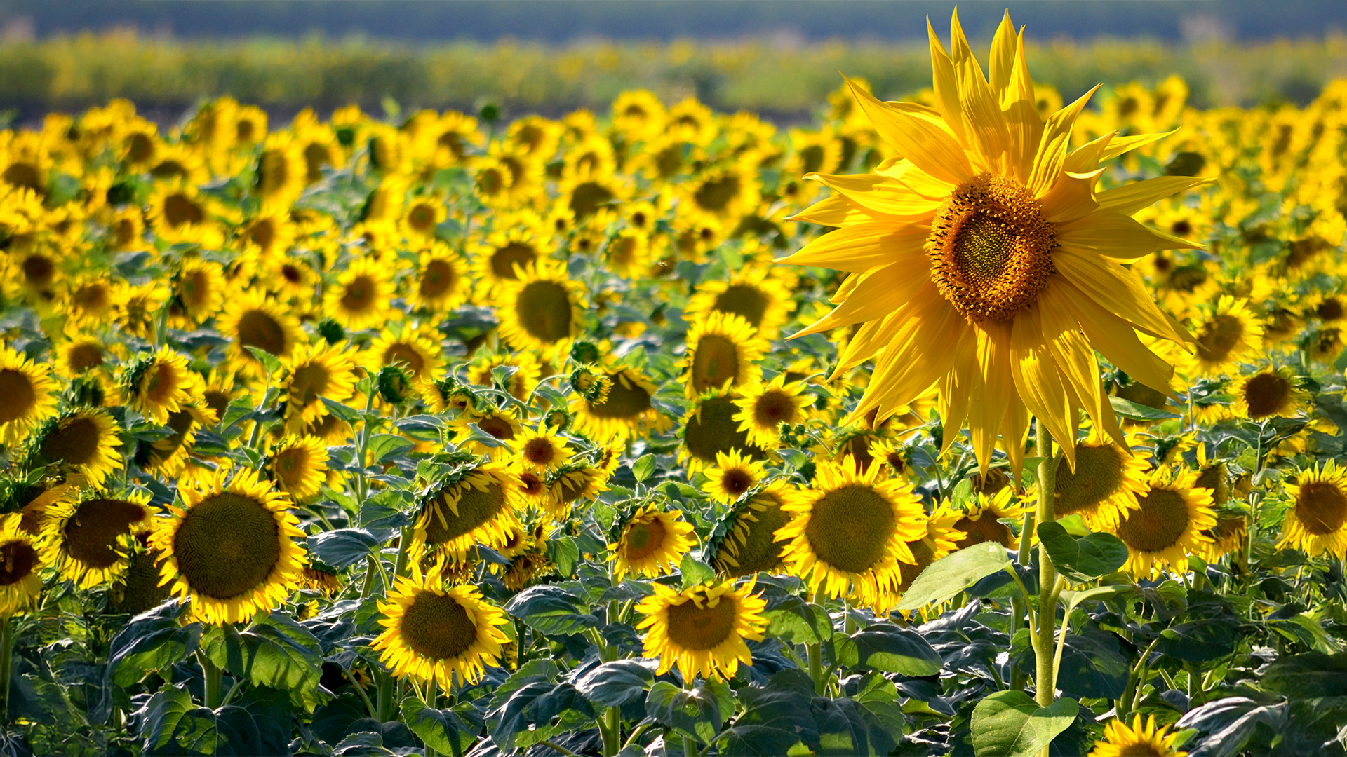 Sun Seekers - Dixon, California