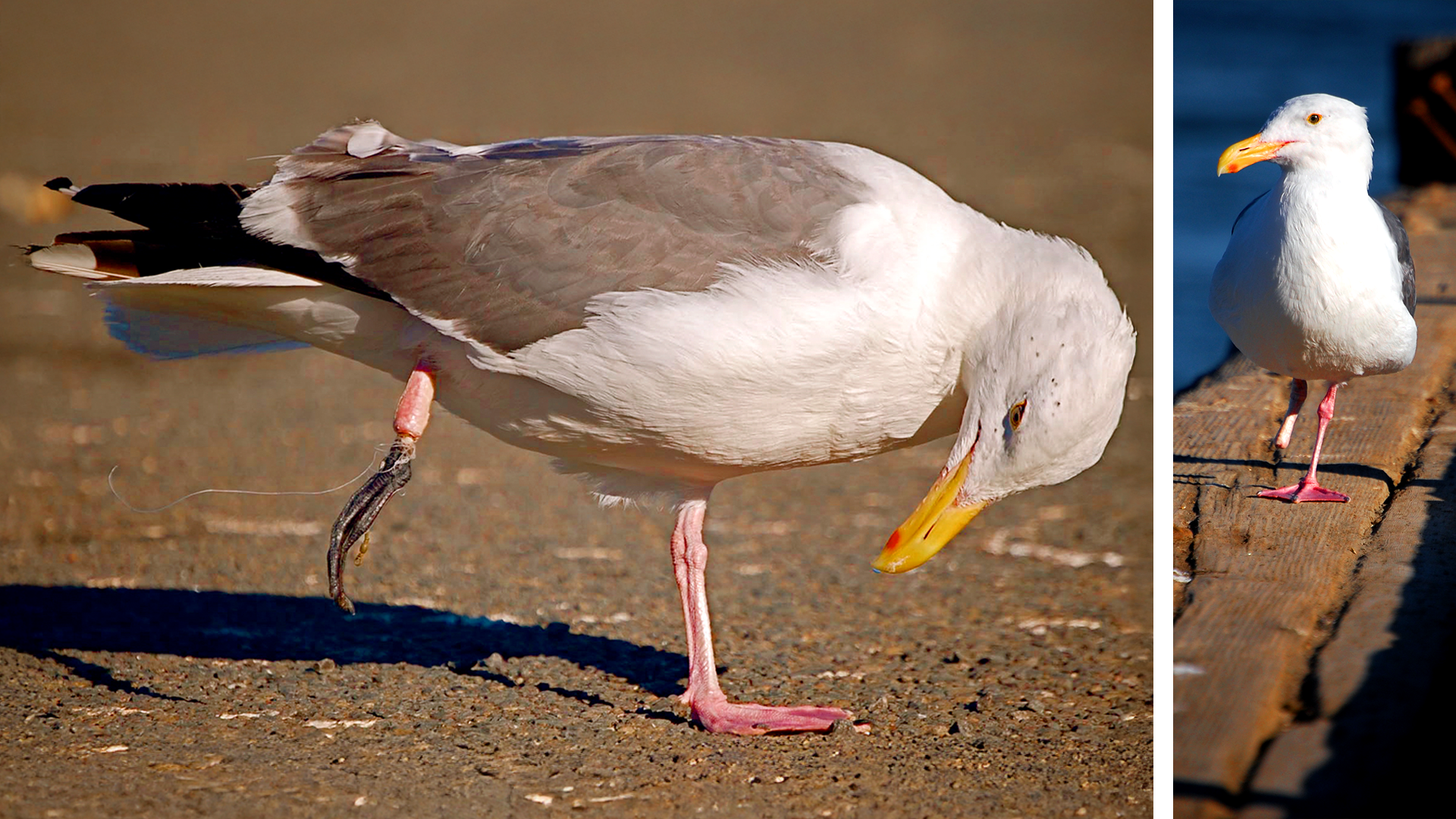 Resilience - Sausalito, California