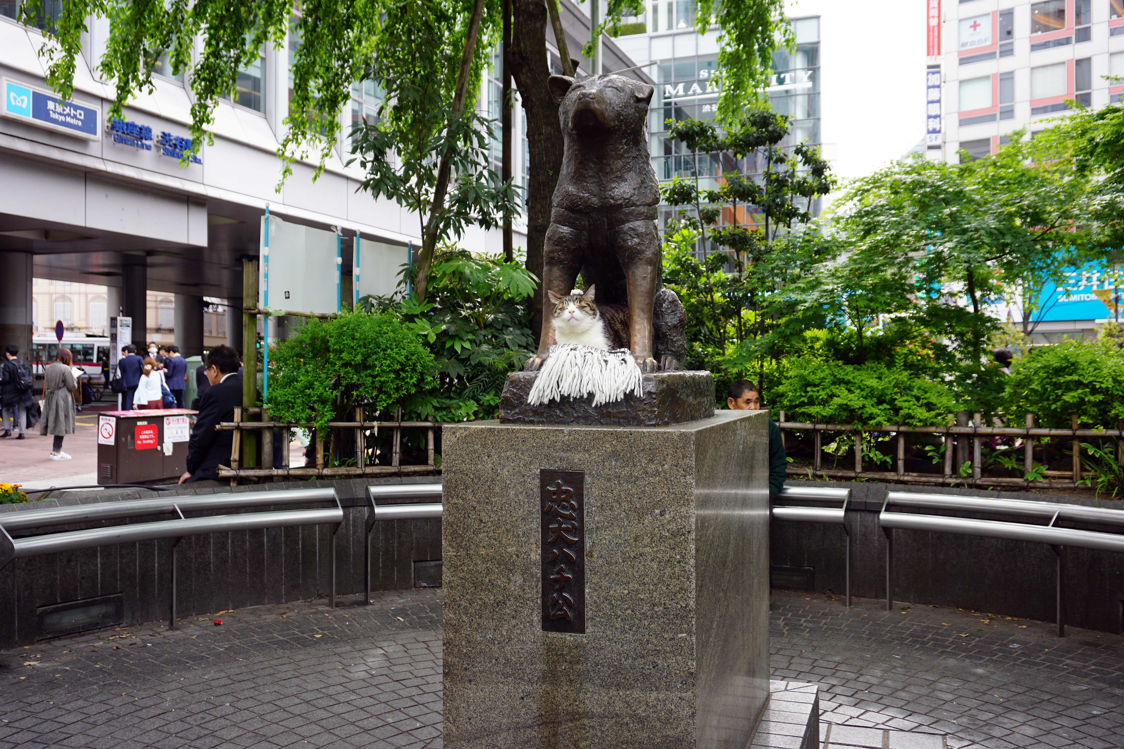 Hachiko statue with a sleeping cat. Japan