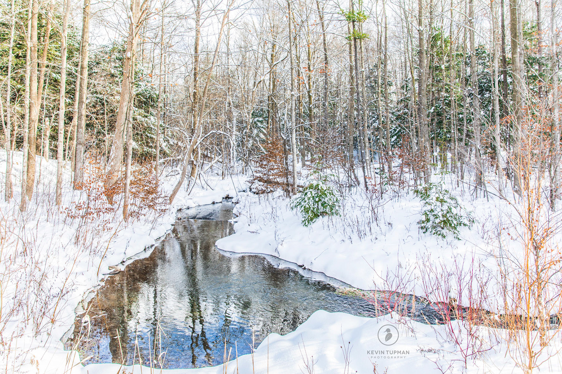 Winter in Brigadoon Woods