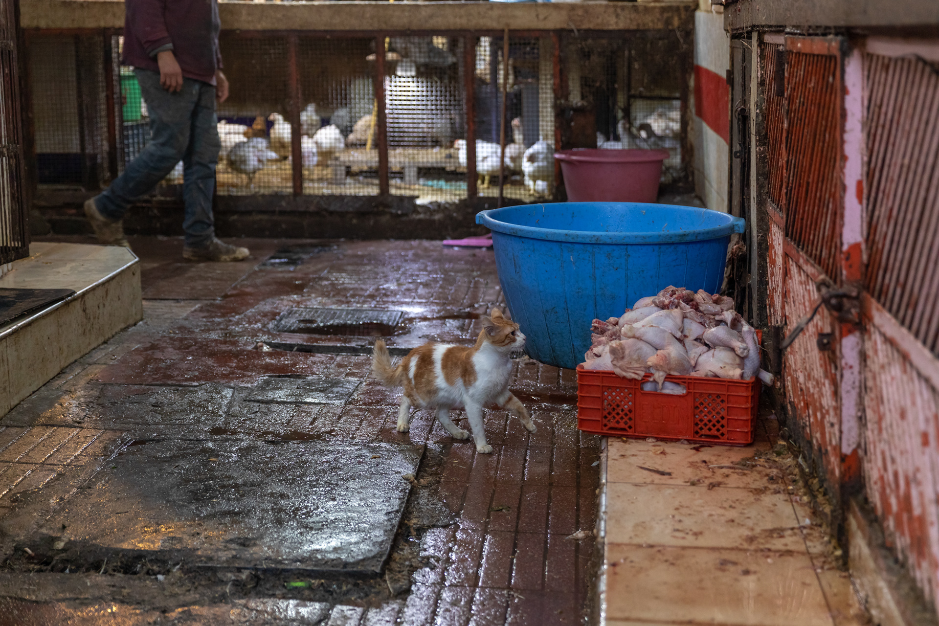 Cat trying to steal some chickens at the market in Marrakech