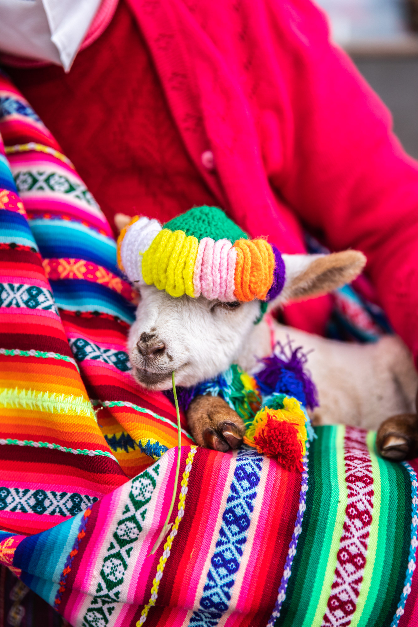 Baby Llama