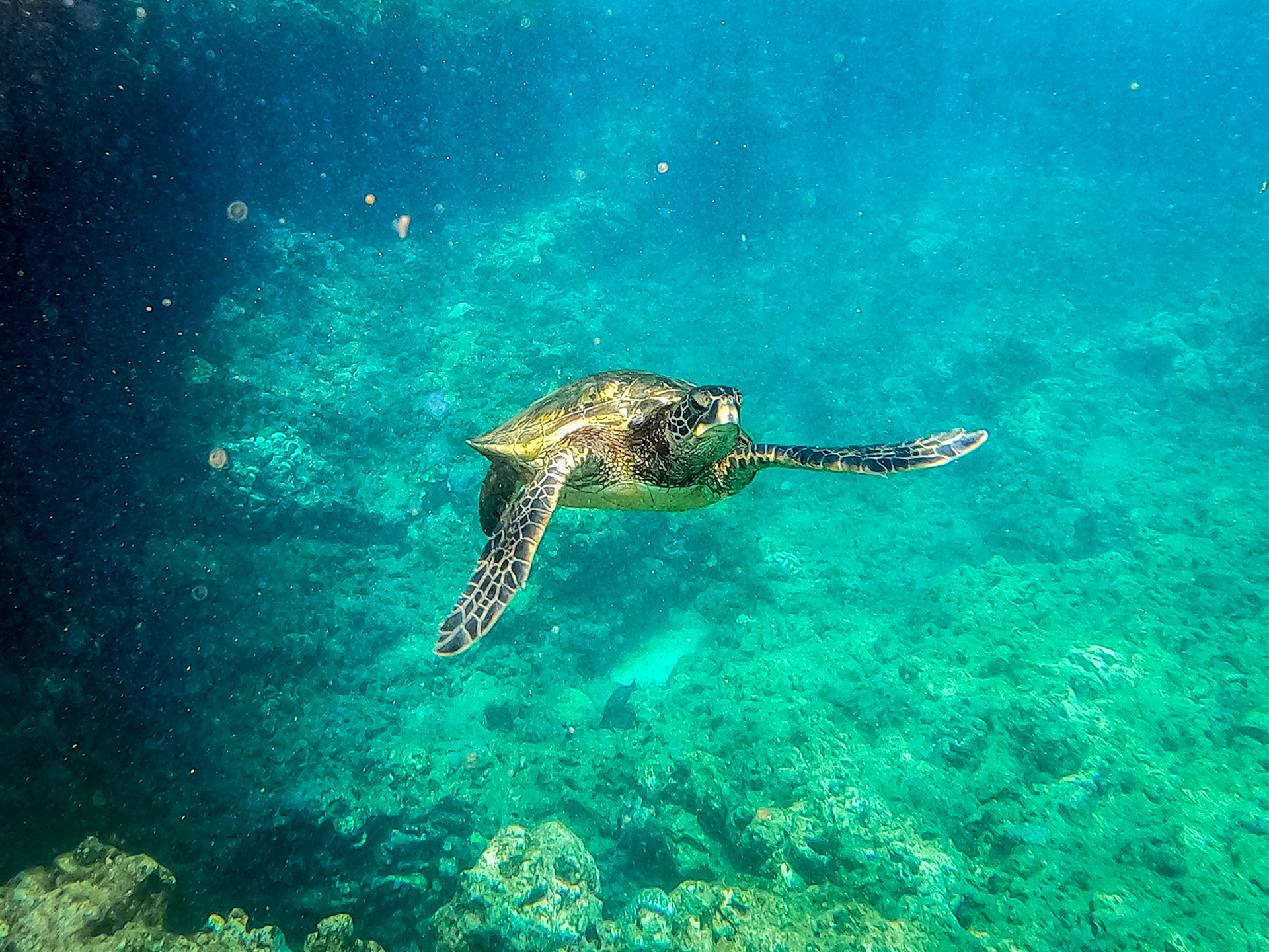 Honu