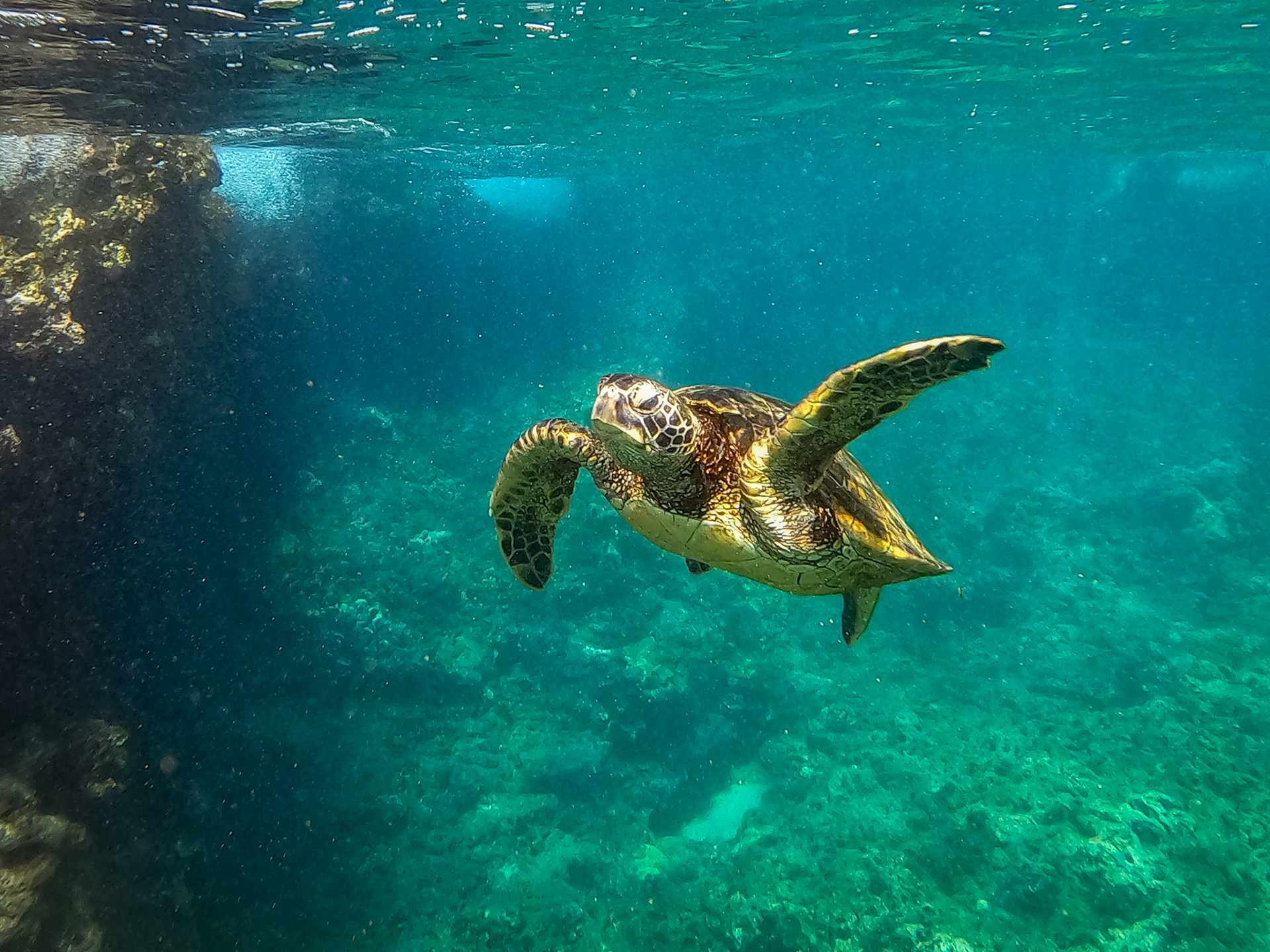 Honu