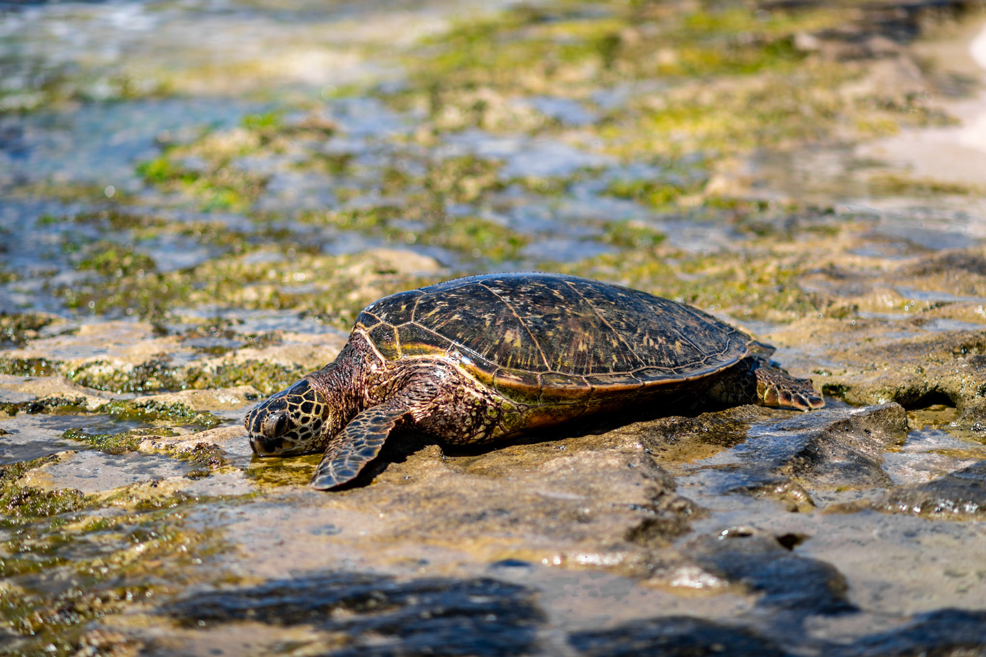 Honu