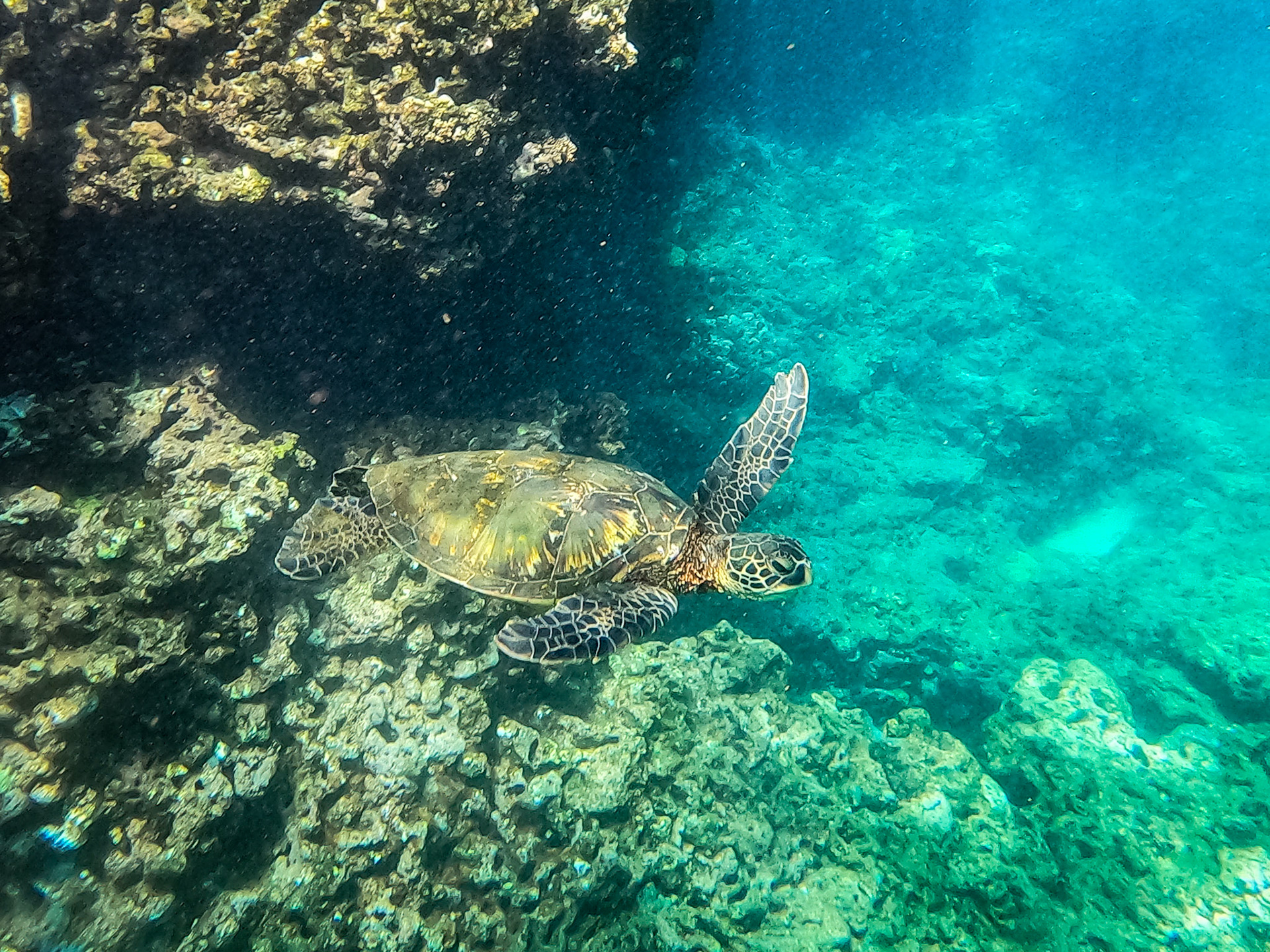 Honu