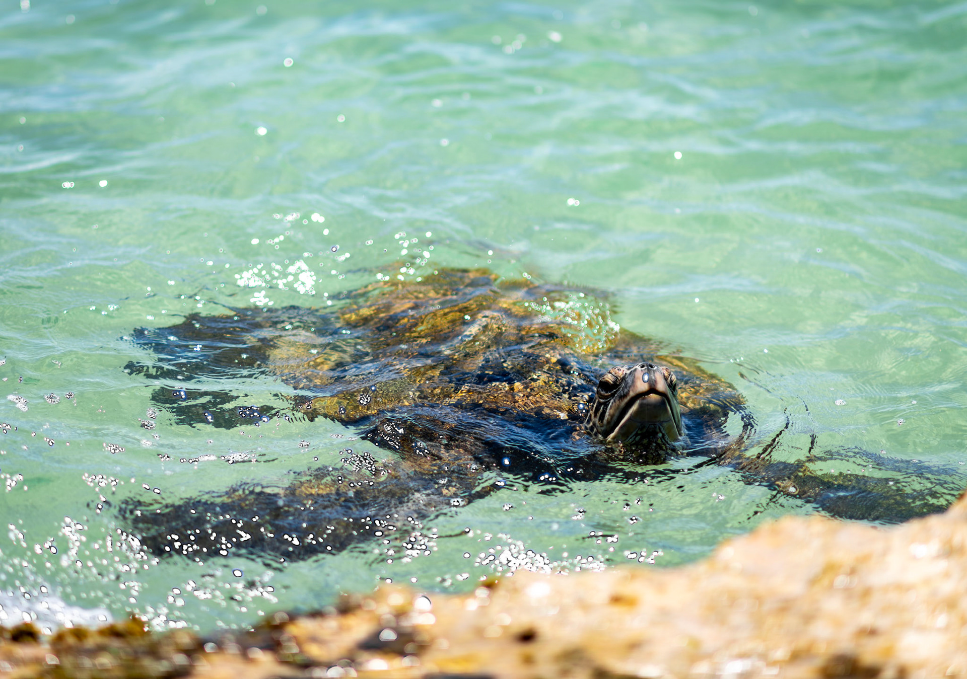 Honu