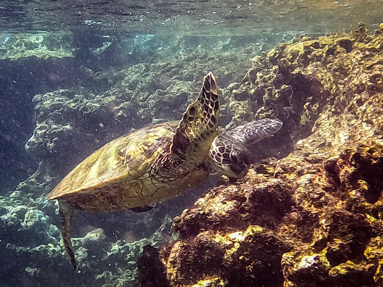 Honu