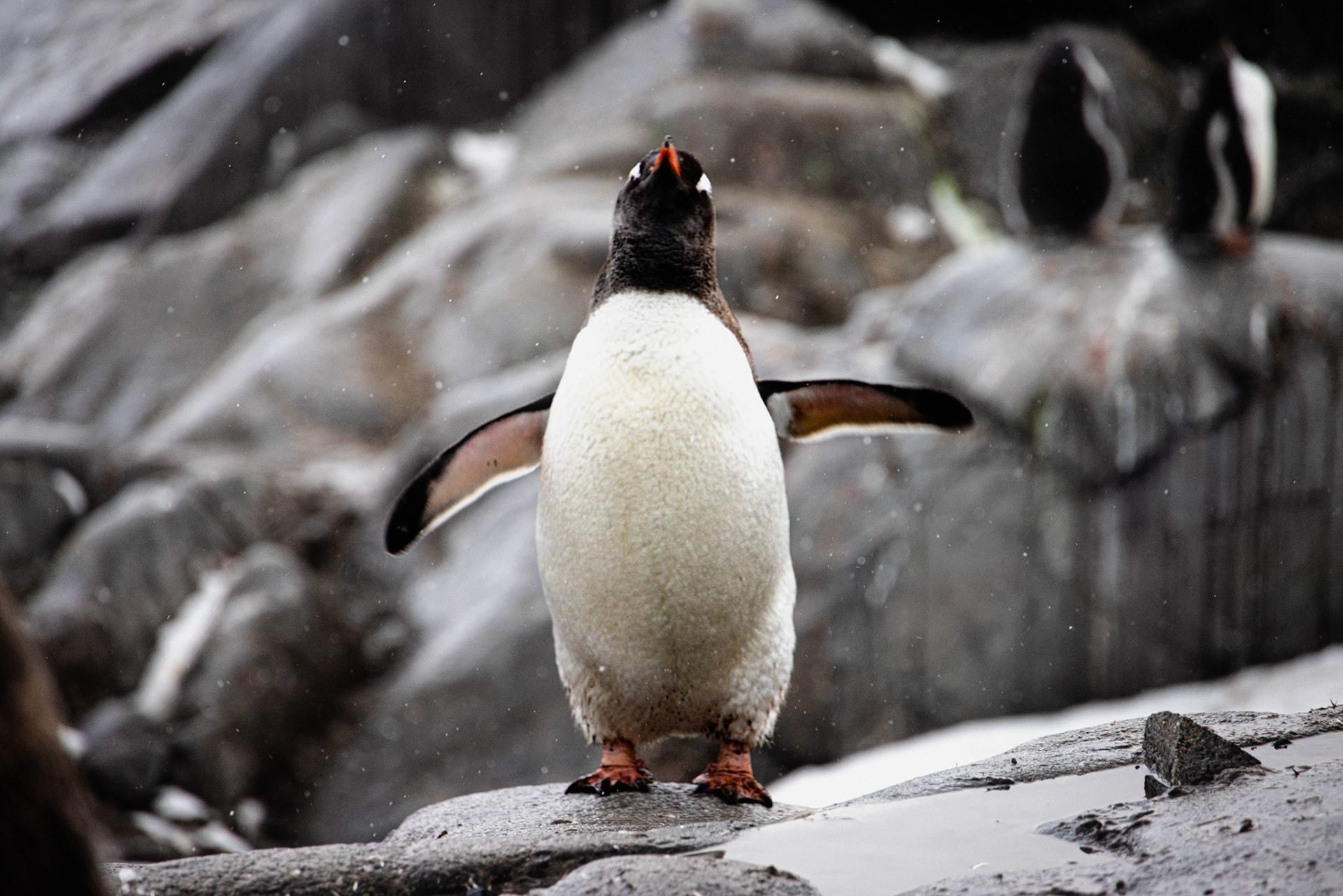 Penguins Are Dumb Animals