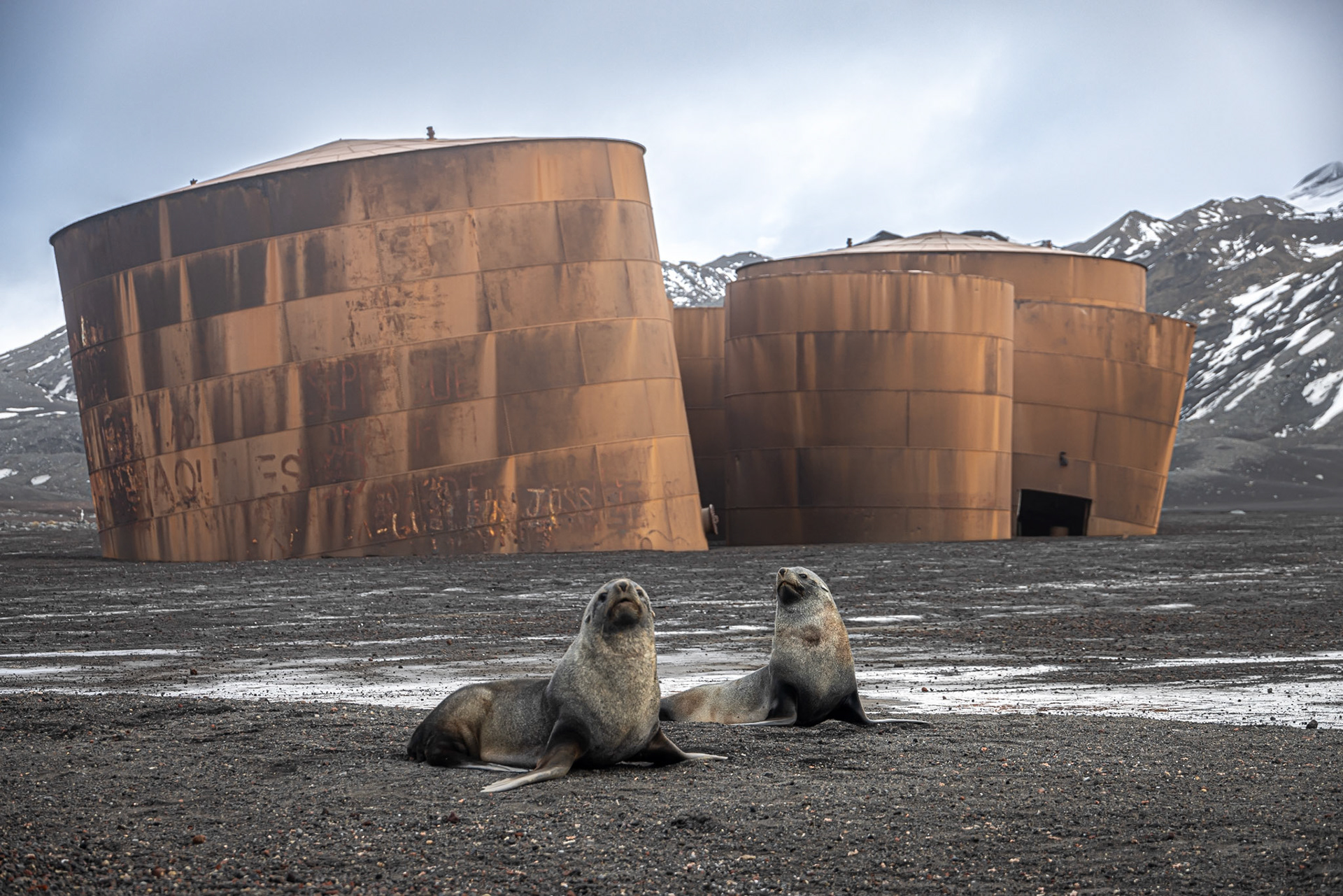 Seals at the Whaling Station