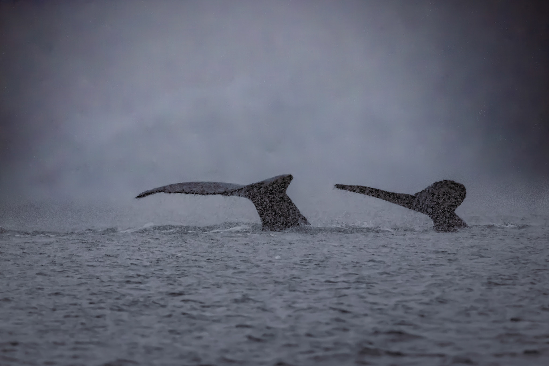 Humpback Tails