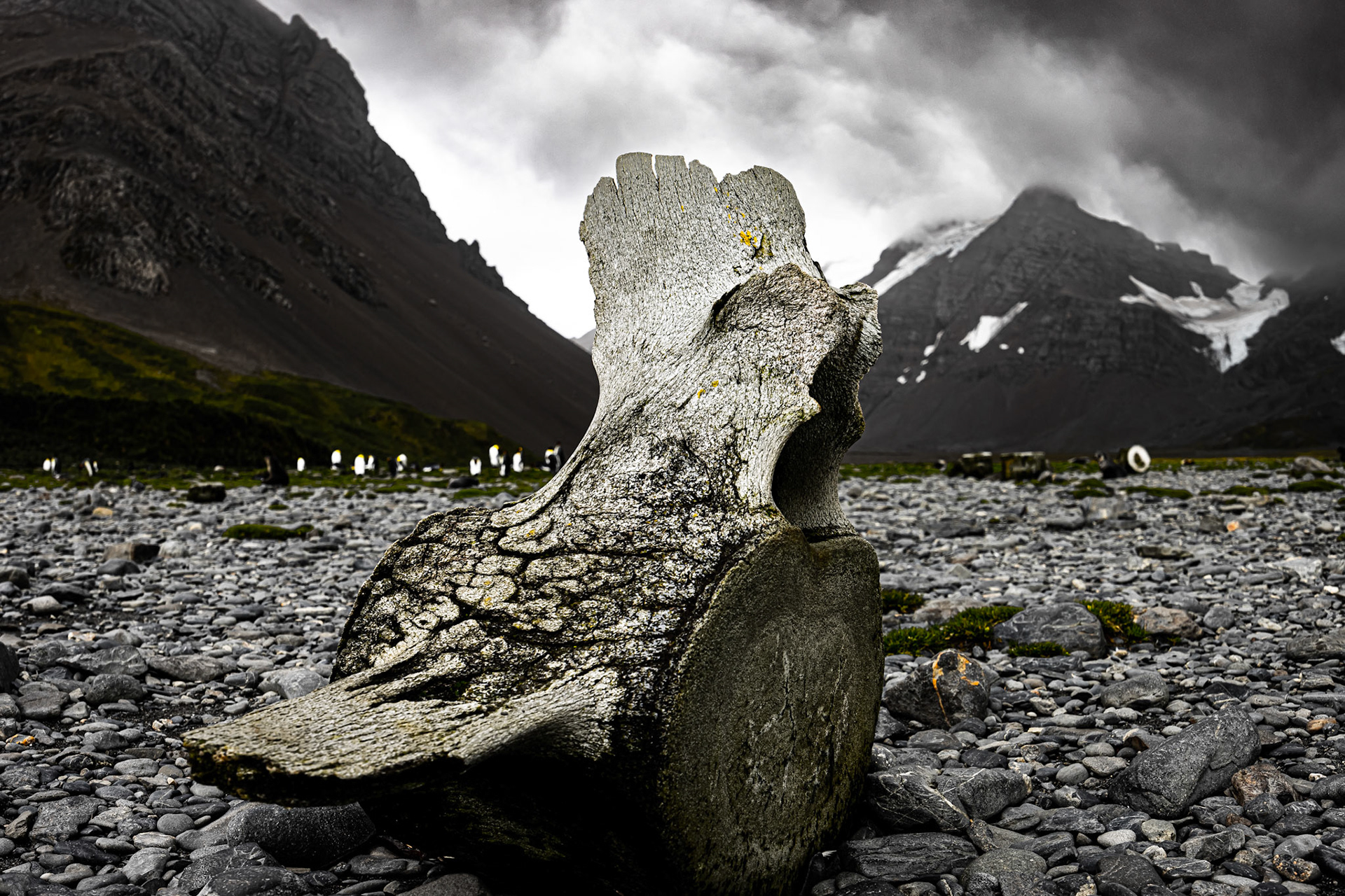 Screaming Whalebone