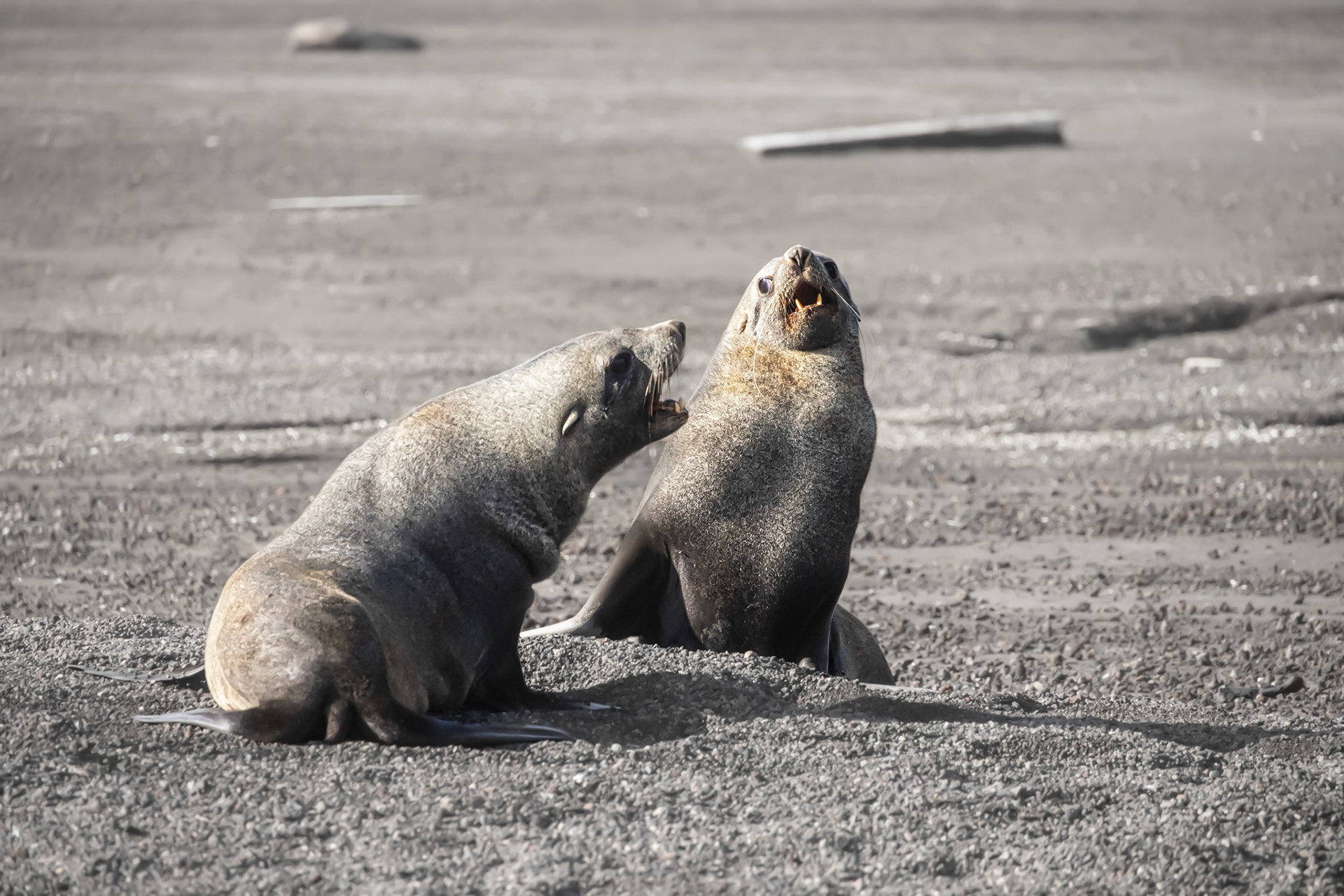 Playfight