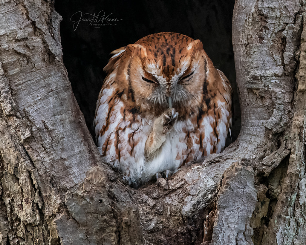 Eastern Screech Owl