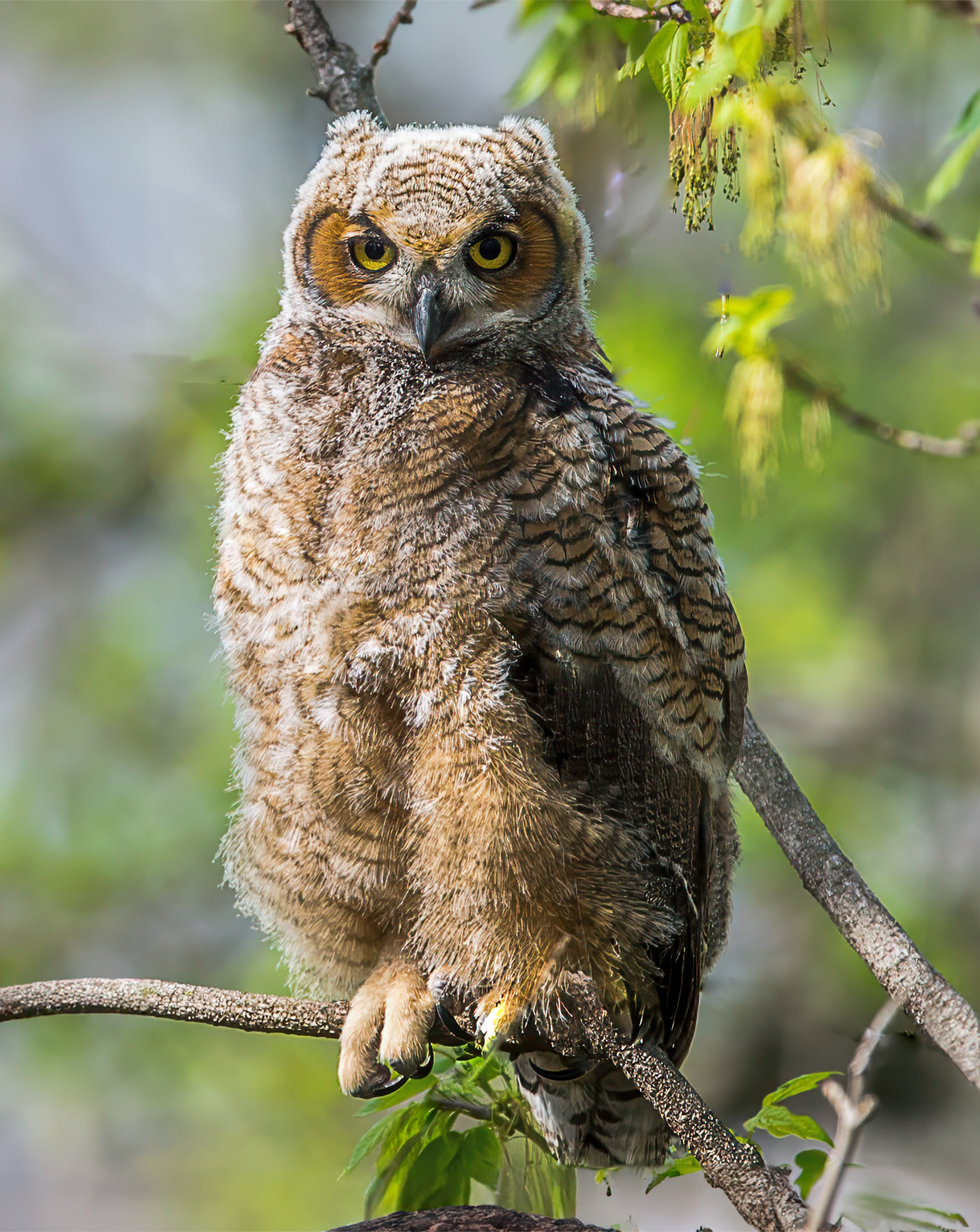 Great Horned Owl Fledgeling