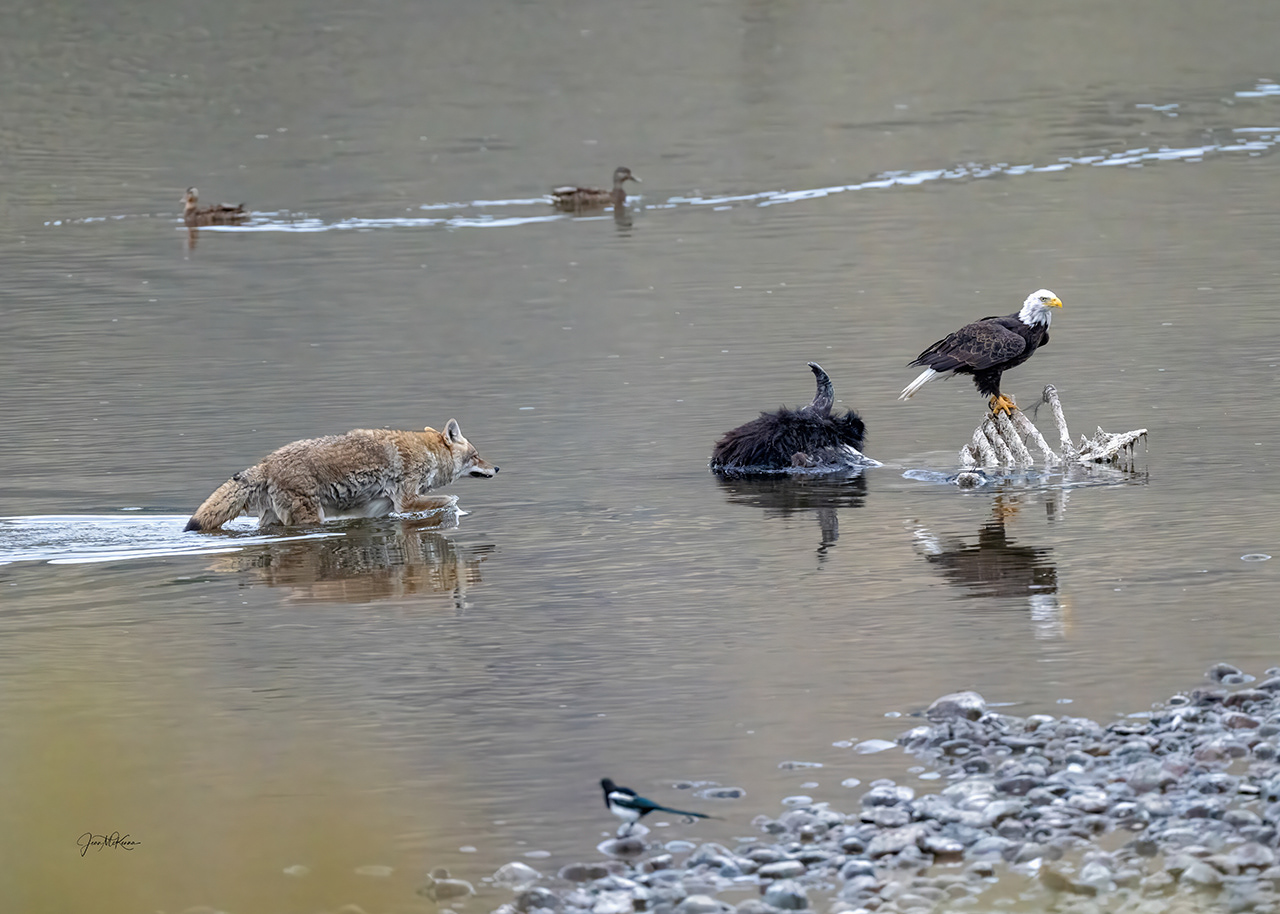 Coyote about to stake it's claim over a well eaten bison carccas