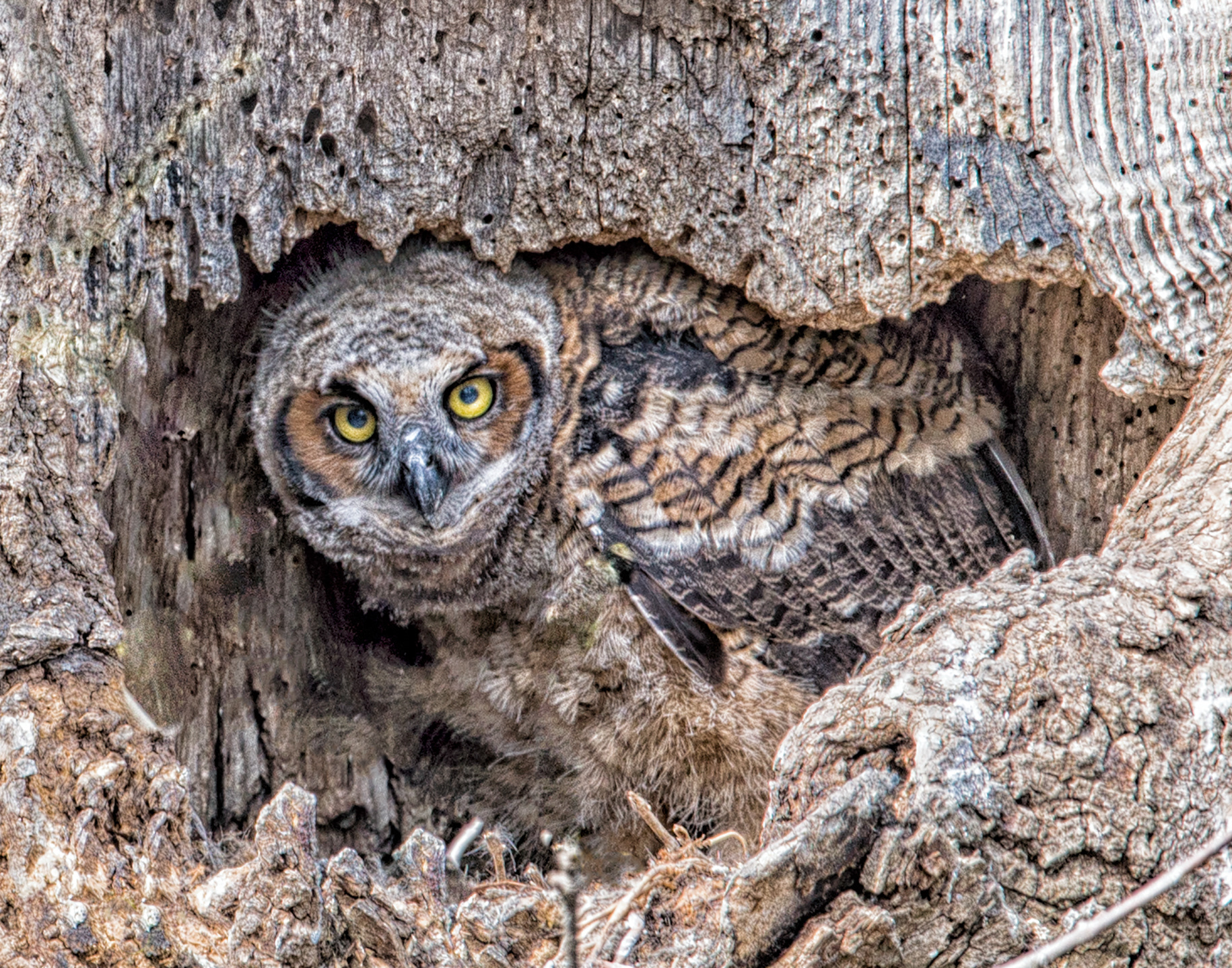 Great Horned Owl Fledgling