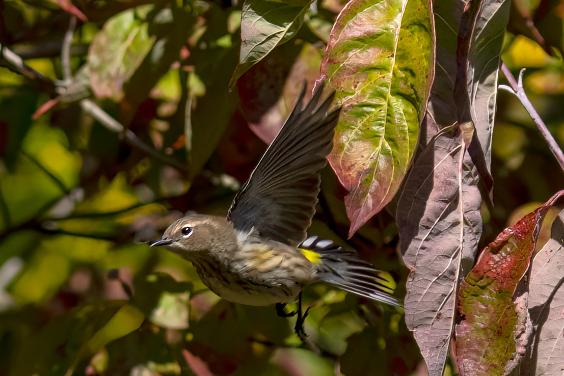 Yellow-rumped Warbler