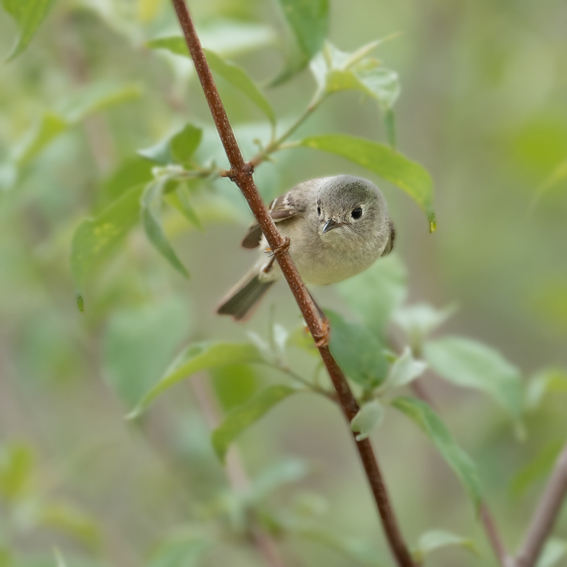 Ruby Crowned Kinglet