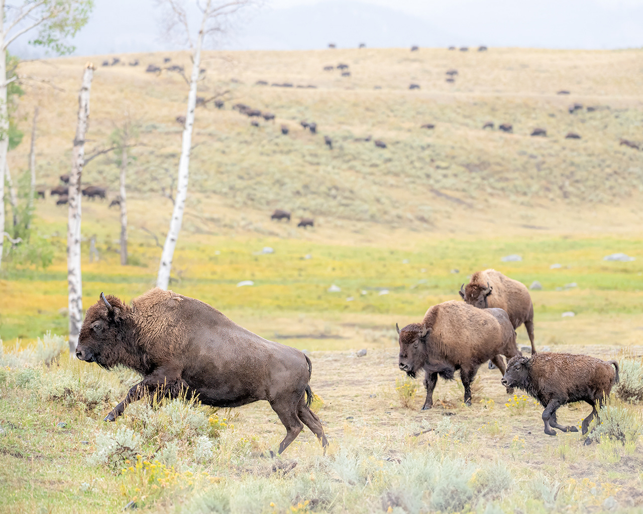 Bison