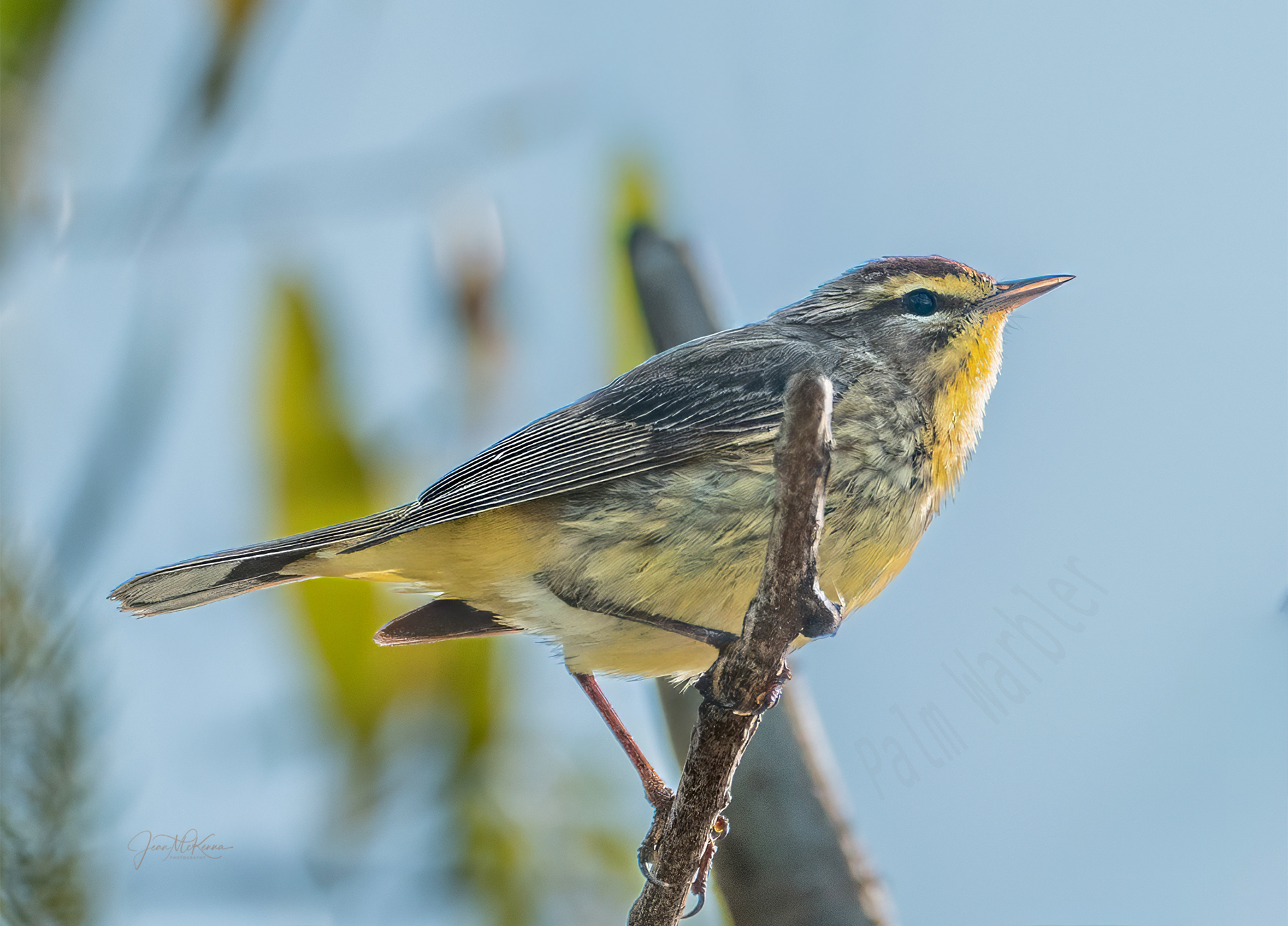 Palm Warbler