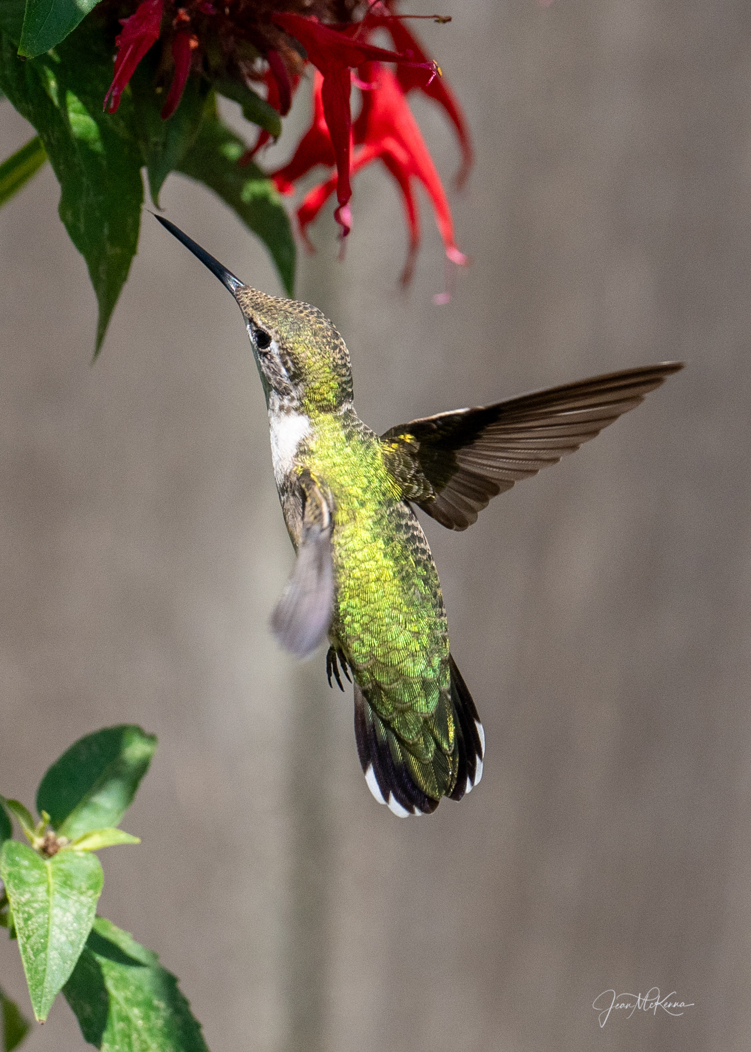 Ruby Throated Hummingbird