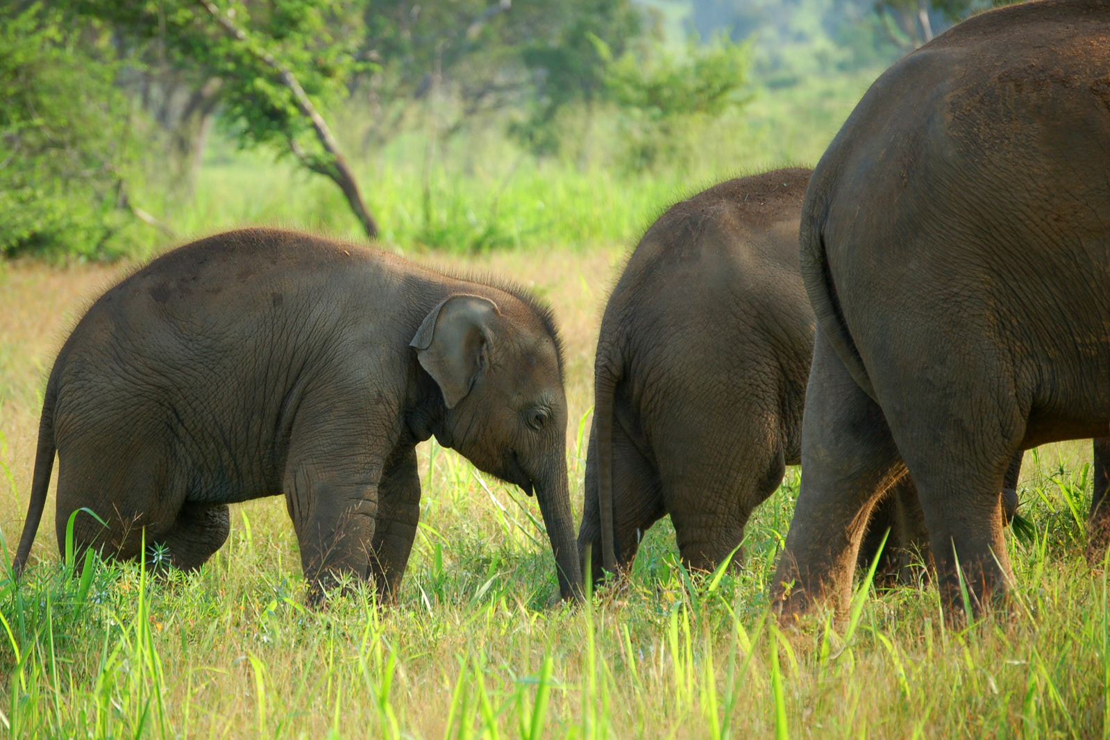 Herd | Udawalawe - Sri Lanka