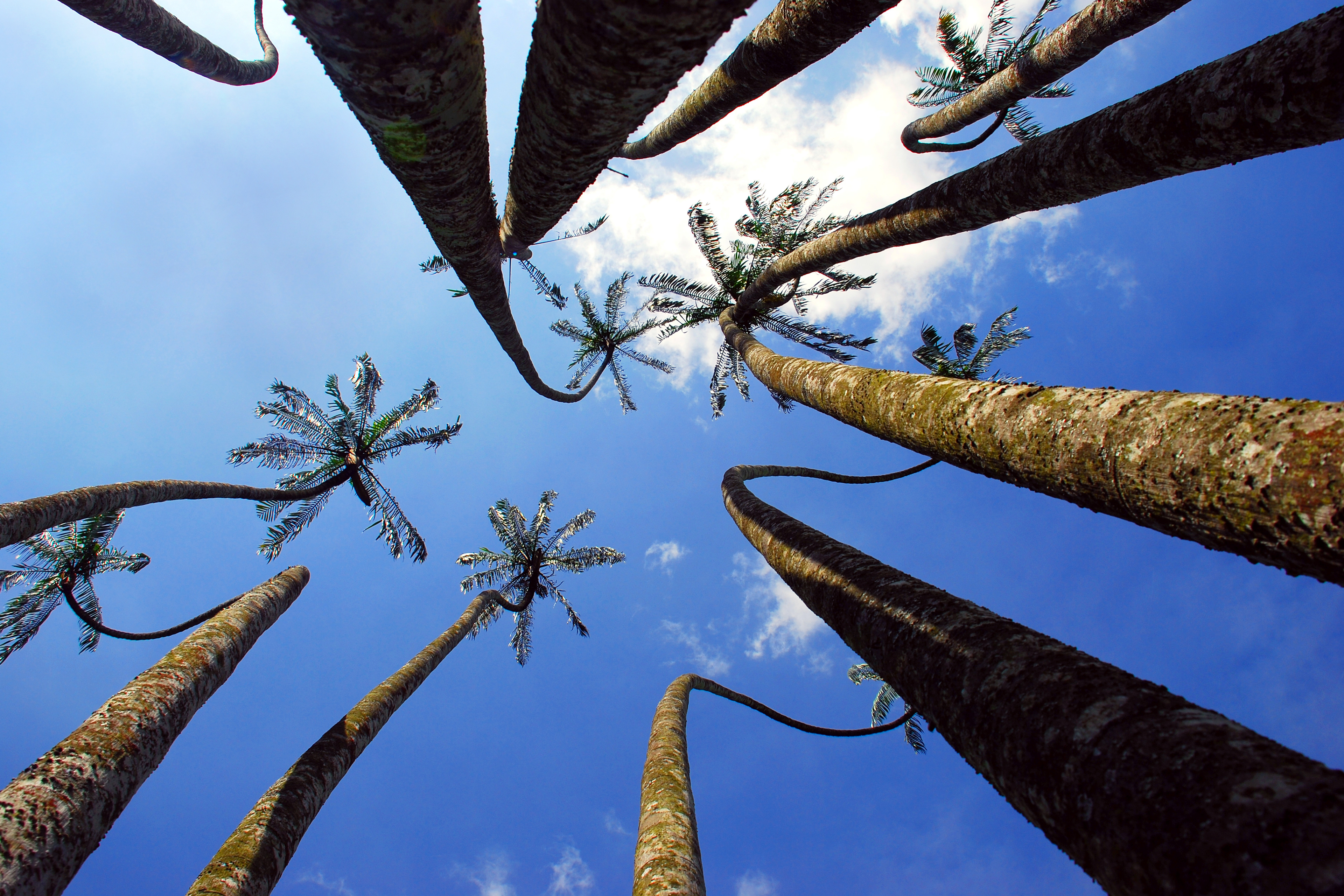 Reaching high | Kandy - Sri Lanka