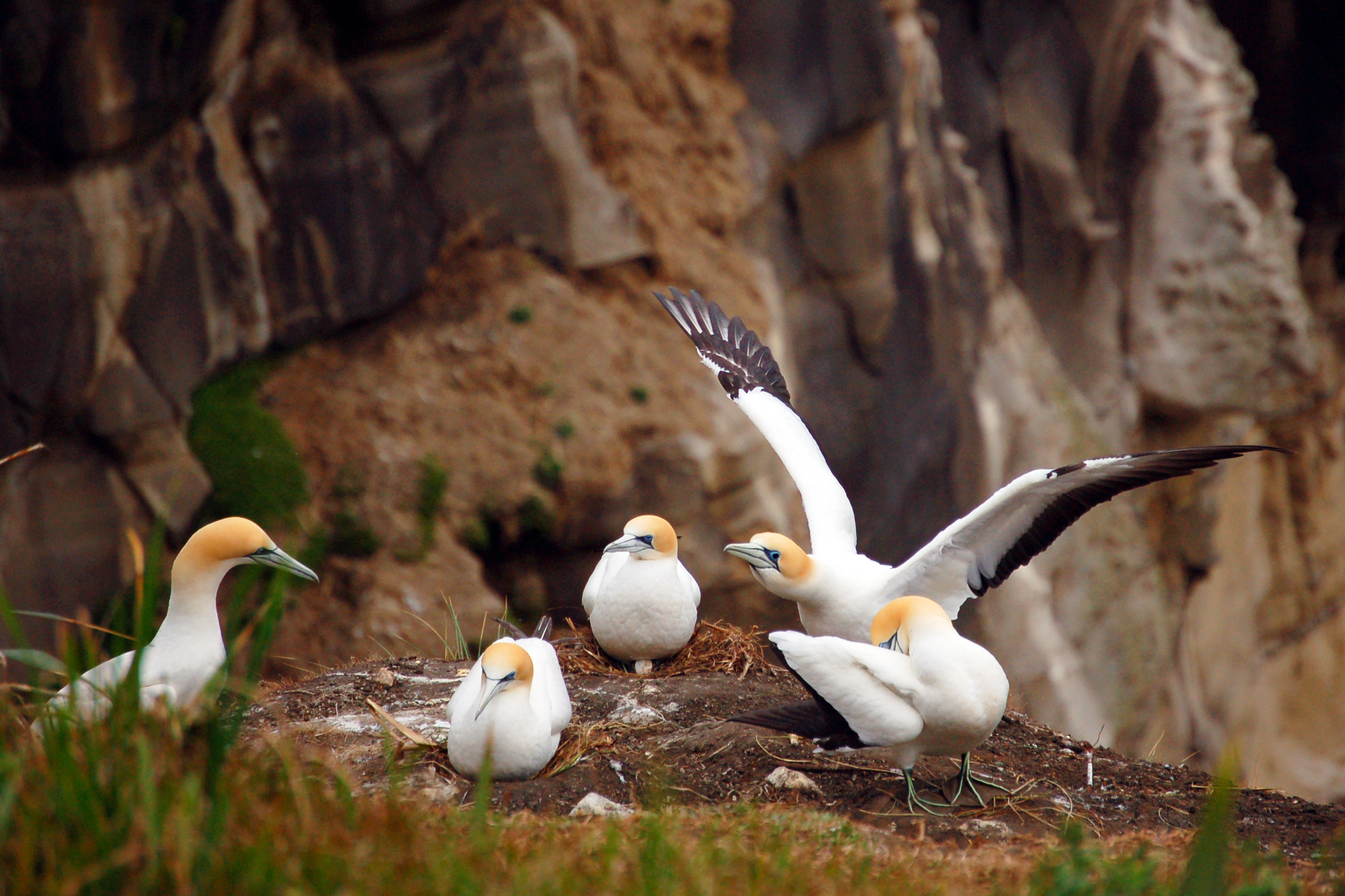 Family | Auckland - New Zealand