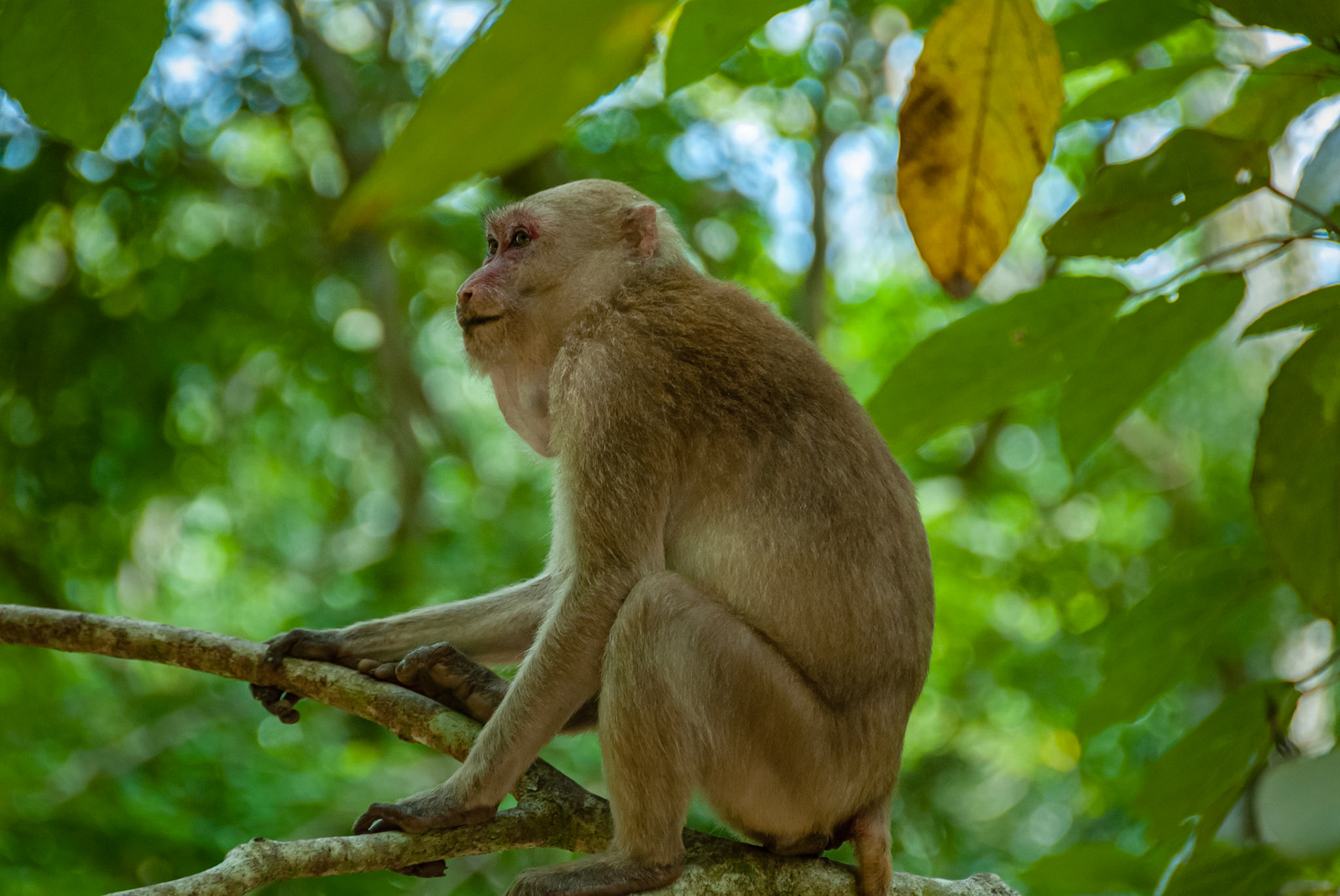 Erawan Nationalpark, Kanchanaburi