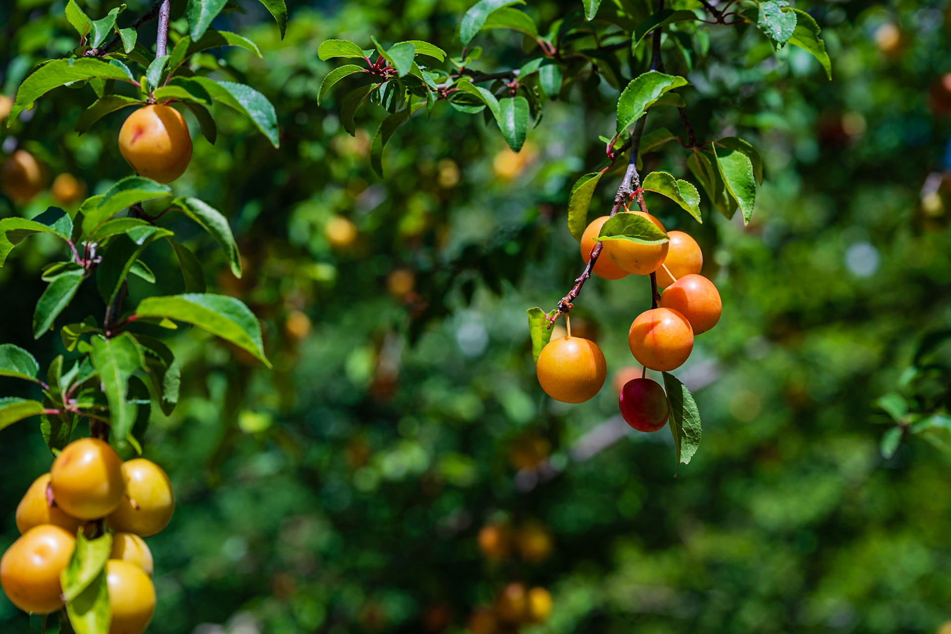 Domaine de Chaumont-sur-Loire