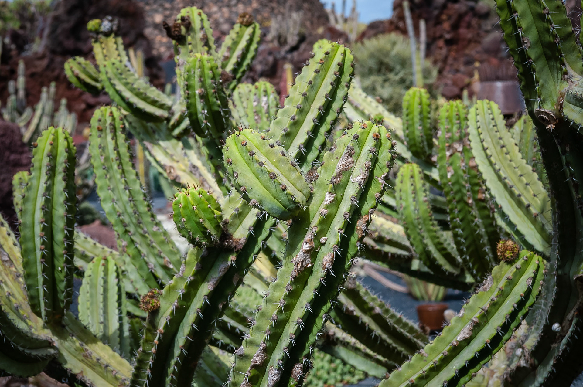 Jardin de Cactus, Lanzarote