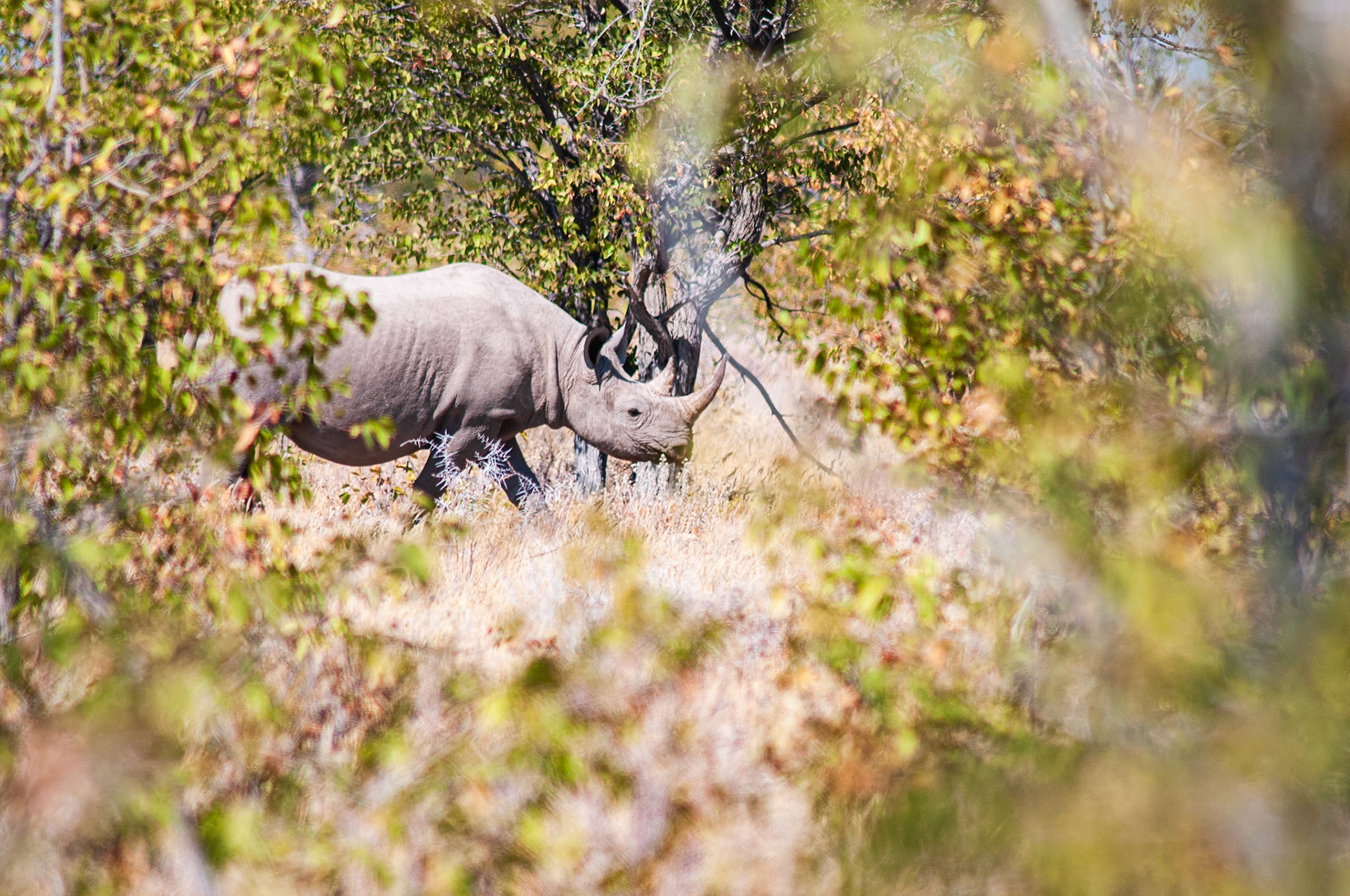 Etosha National Park