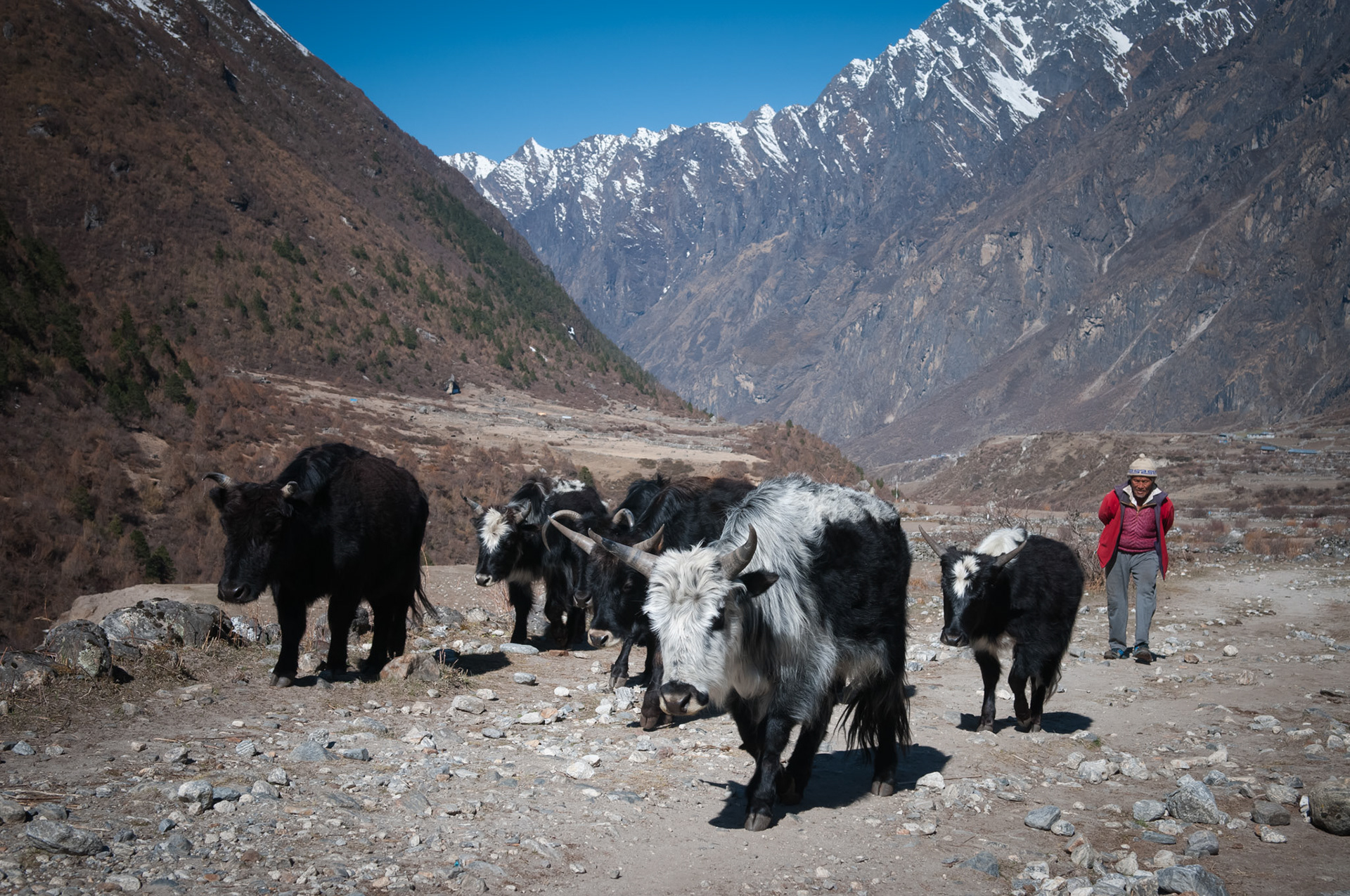 Entre Kyanjin Gumba (3830m) et Langtang (3430m)