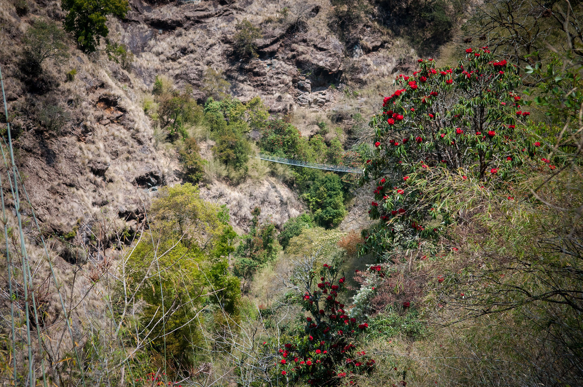 Entre Lama Hotel (2410m) et Thulo Syabru (2210m)